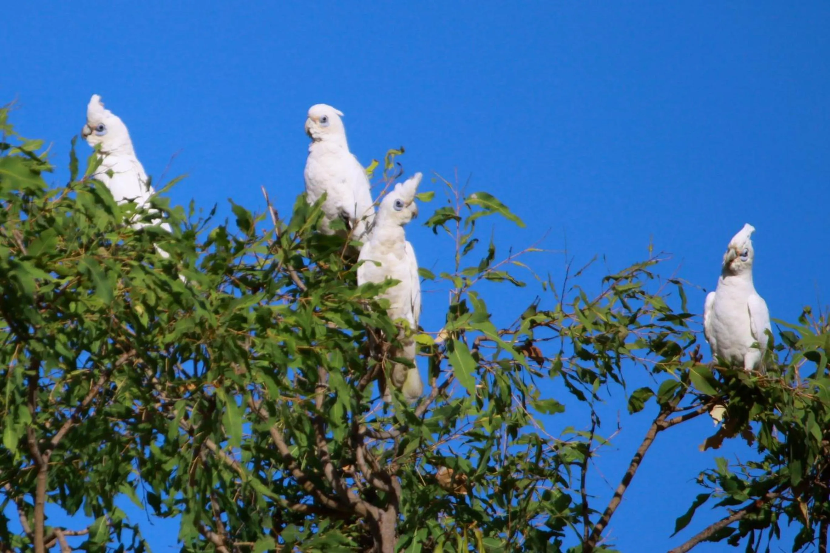 Other in Aurora Kakadu Lodge