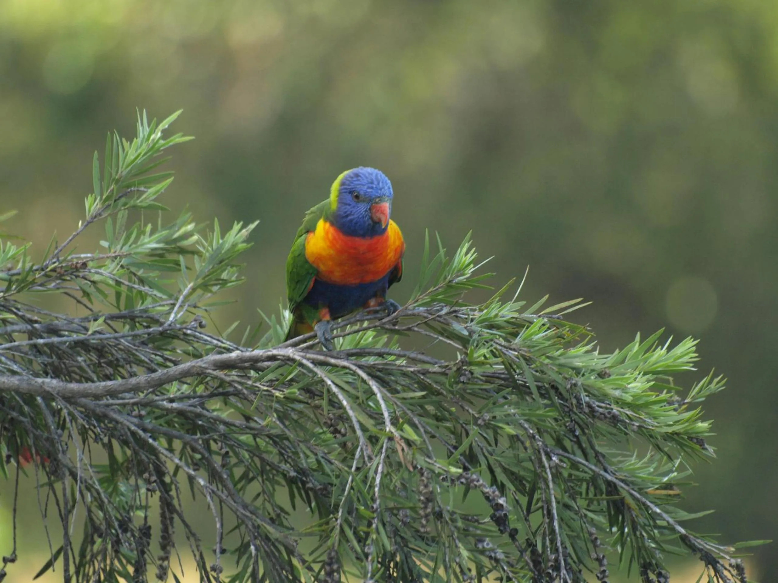 Animals in Amamoor Lodge