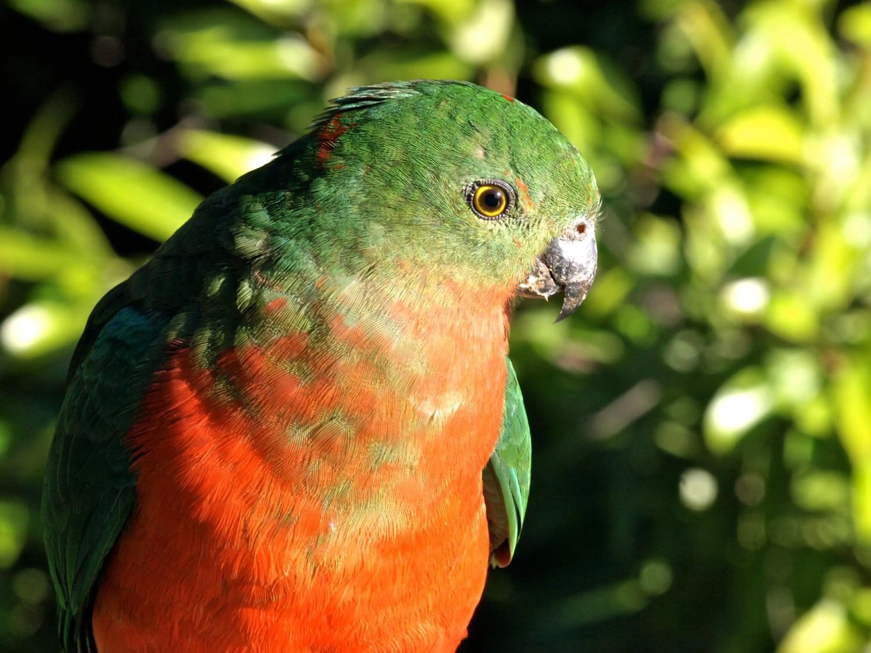 Animals in Amamoor Lodge