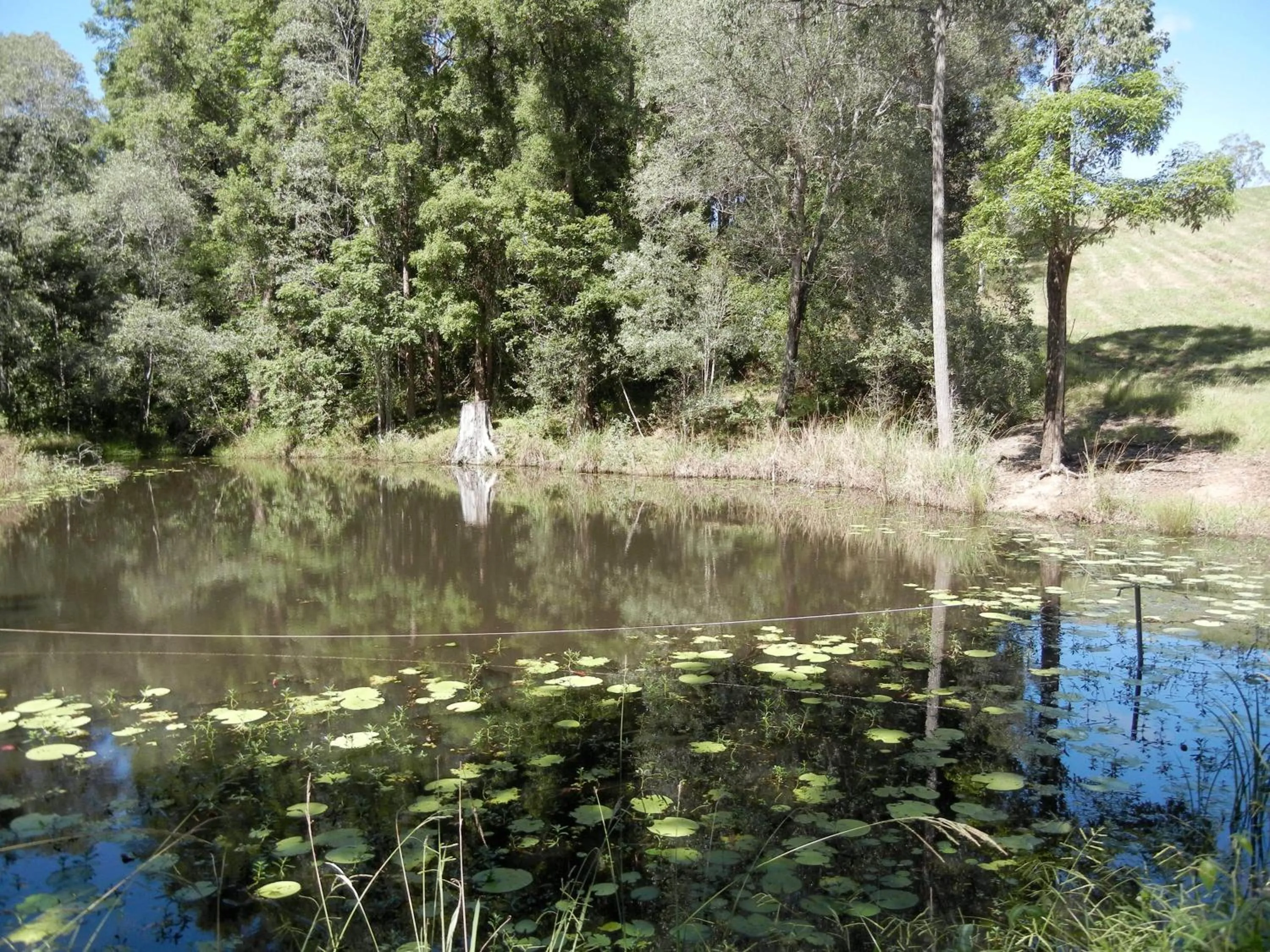 Garden in Amamoor Lodge