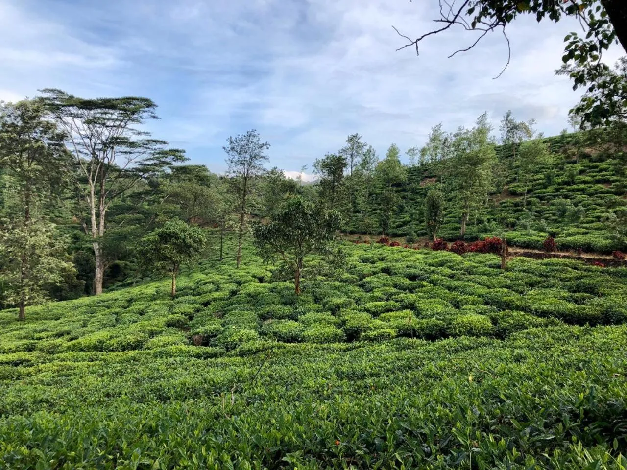 Garden view in Parisons Plantation Experiences by Abad