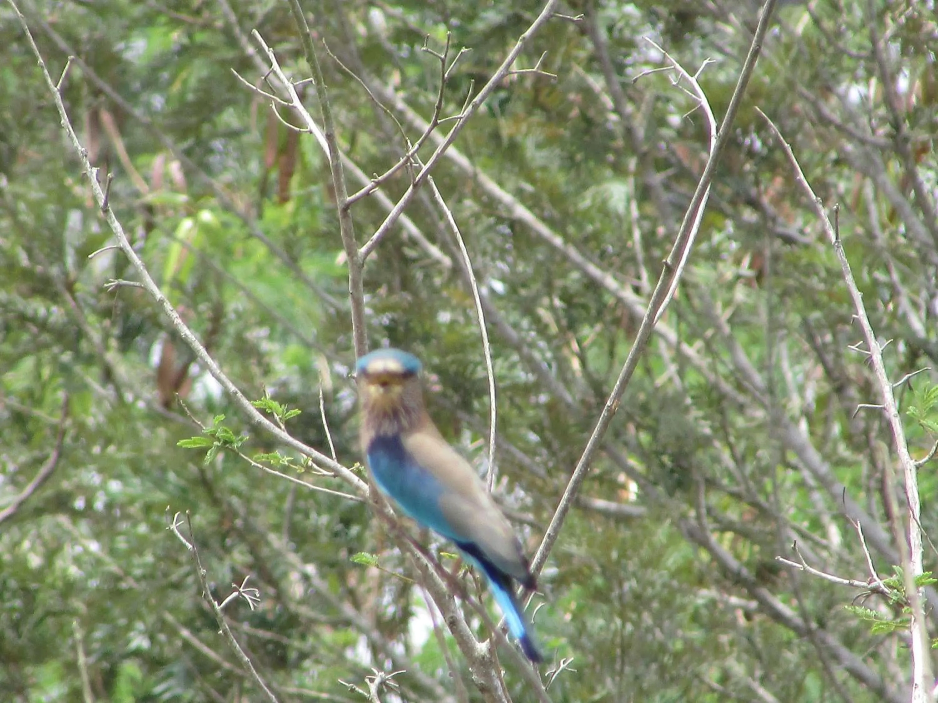 Activities in Parisons Plantation Experiences by Abad