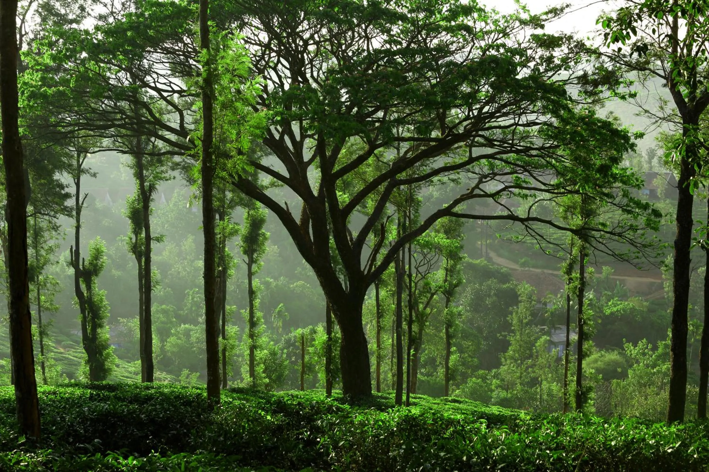 Hiking in Parisons Plantation Experiences by Abad