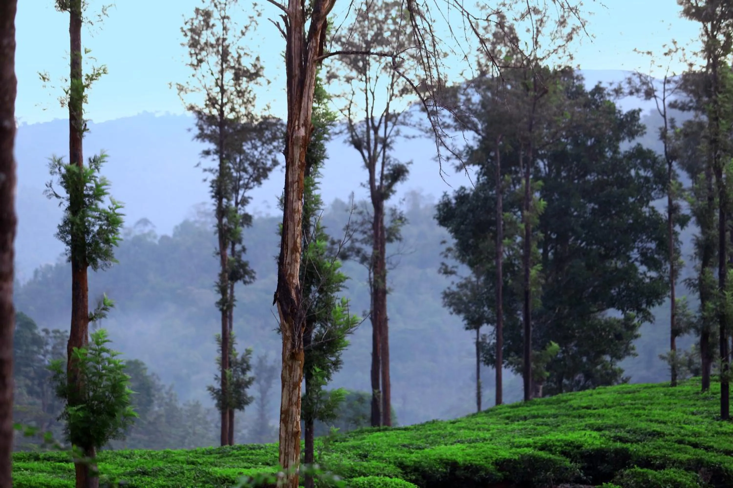 Natural landscape in Parisons Plantation Experiences by Abad