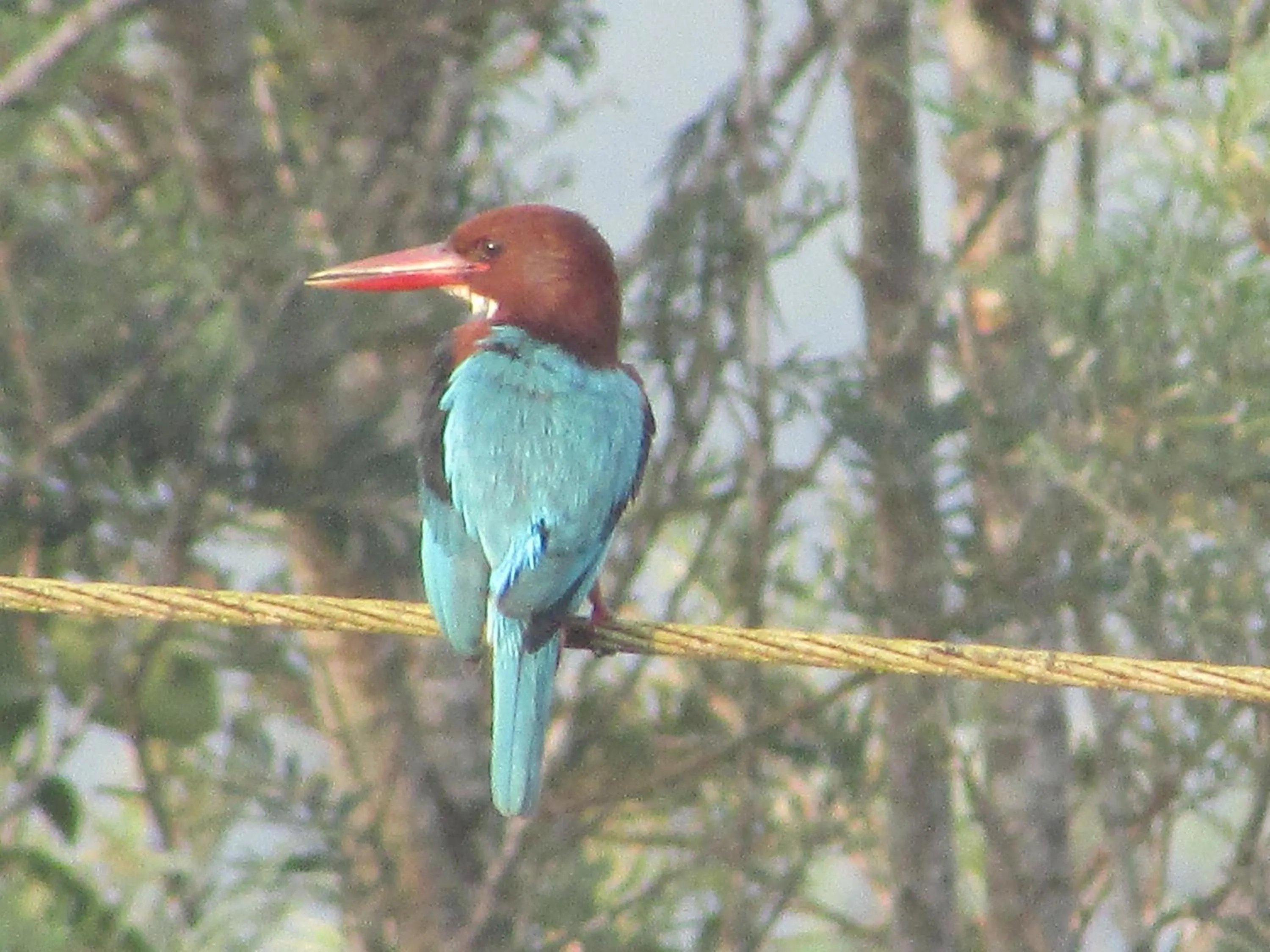 Activities in Parisons Plantation Experiences by Abad