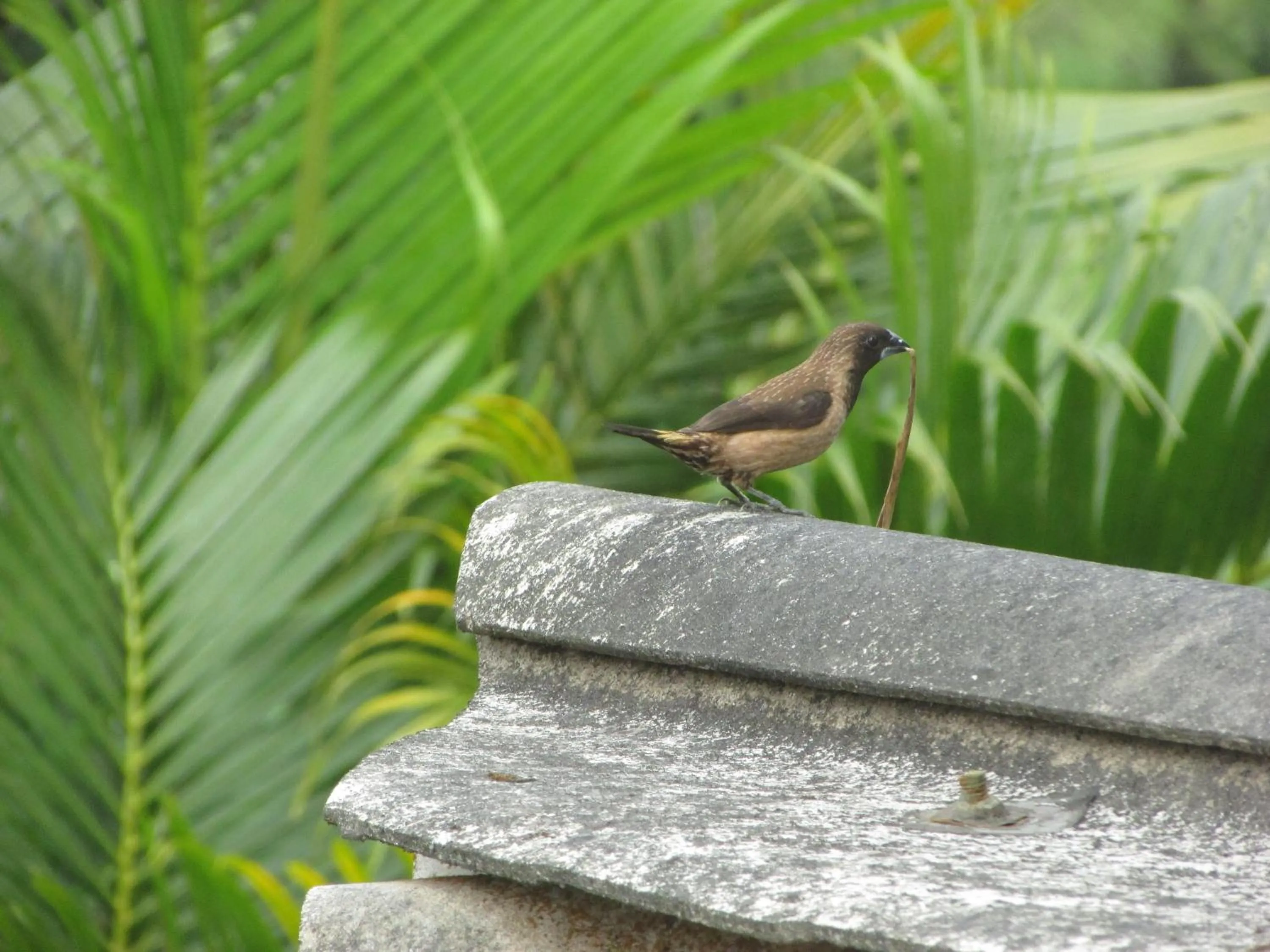 Activities in Parisons Plantation Experiences by Abad