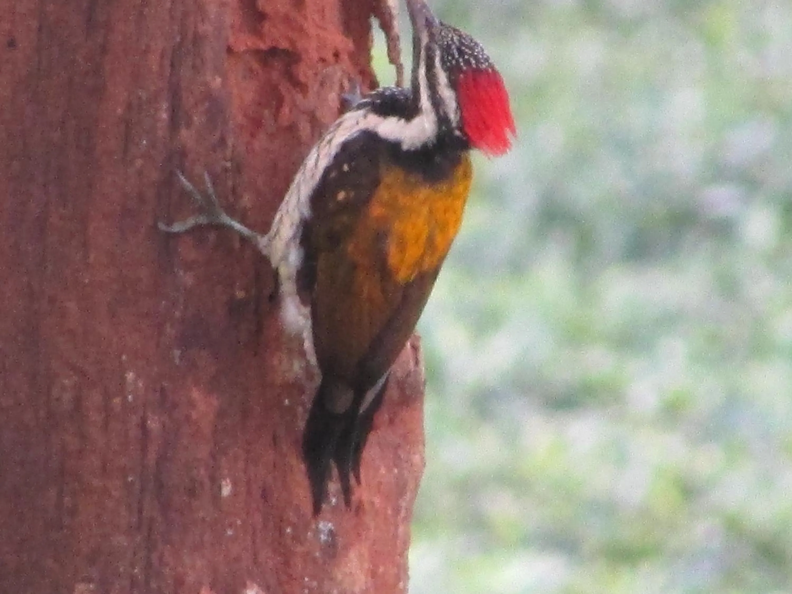 Activities in Parisons Plantation Experiences by Abad