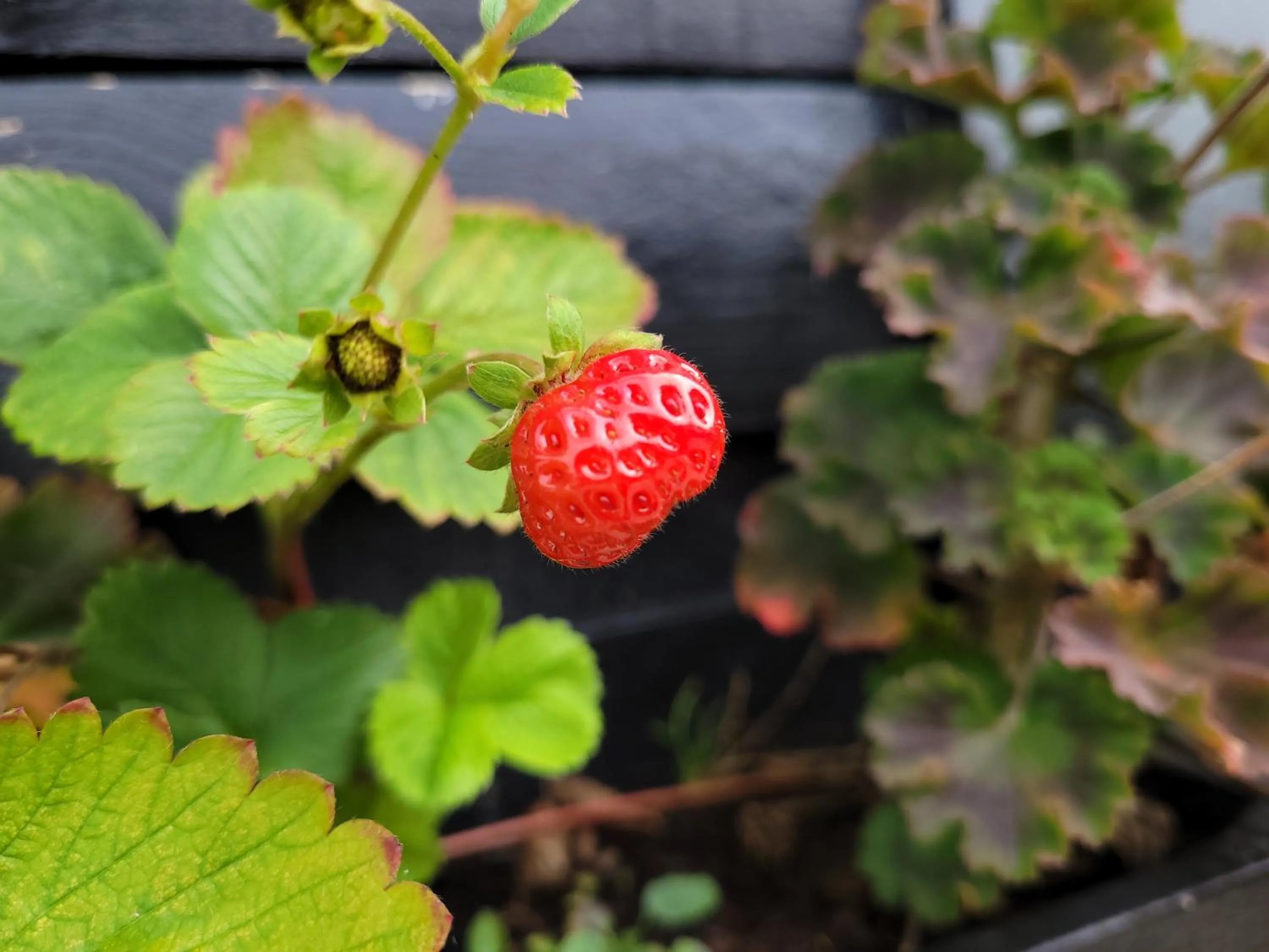 Day in B&B Buutegeweun