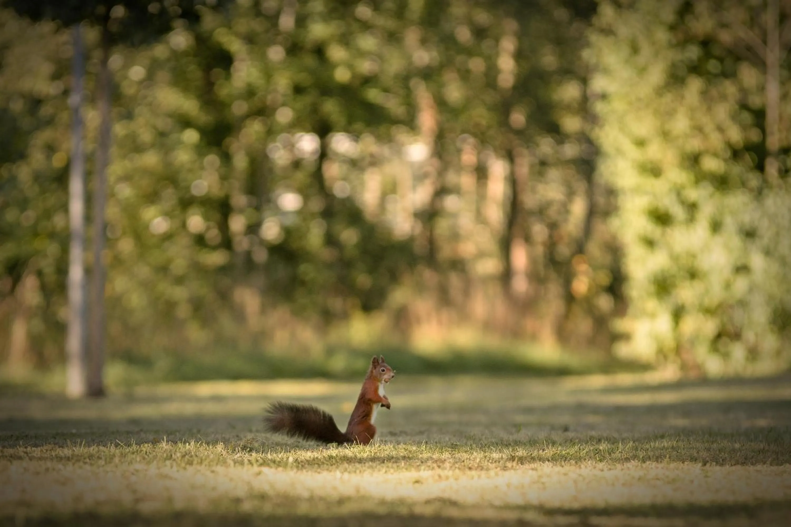 Garden in AngerResidenz
