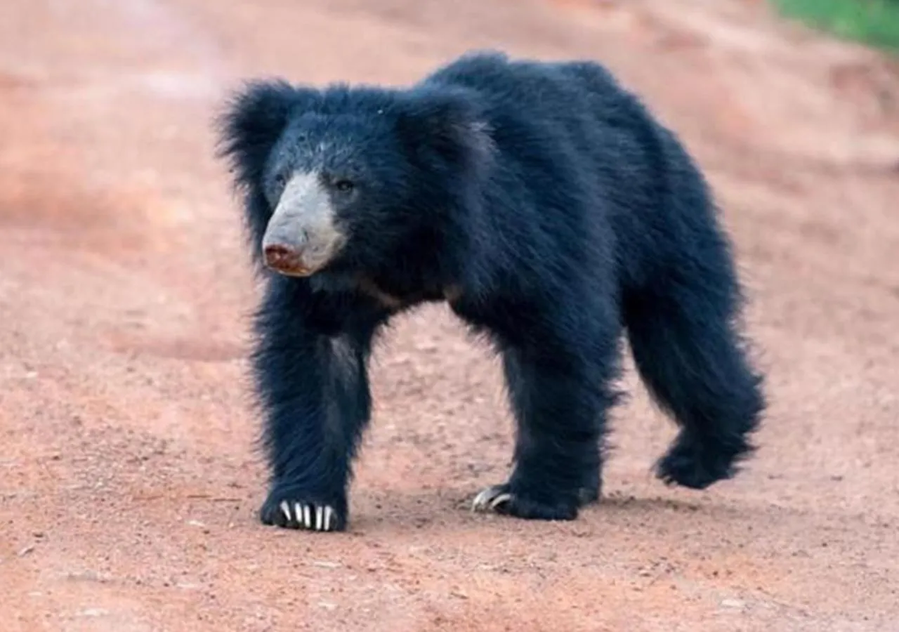 Animals in The Blue Lagoon Resort Kalpitiya