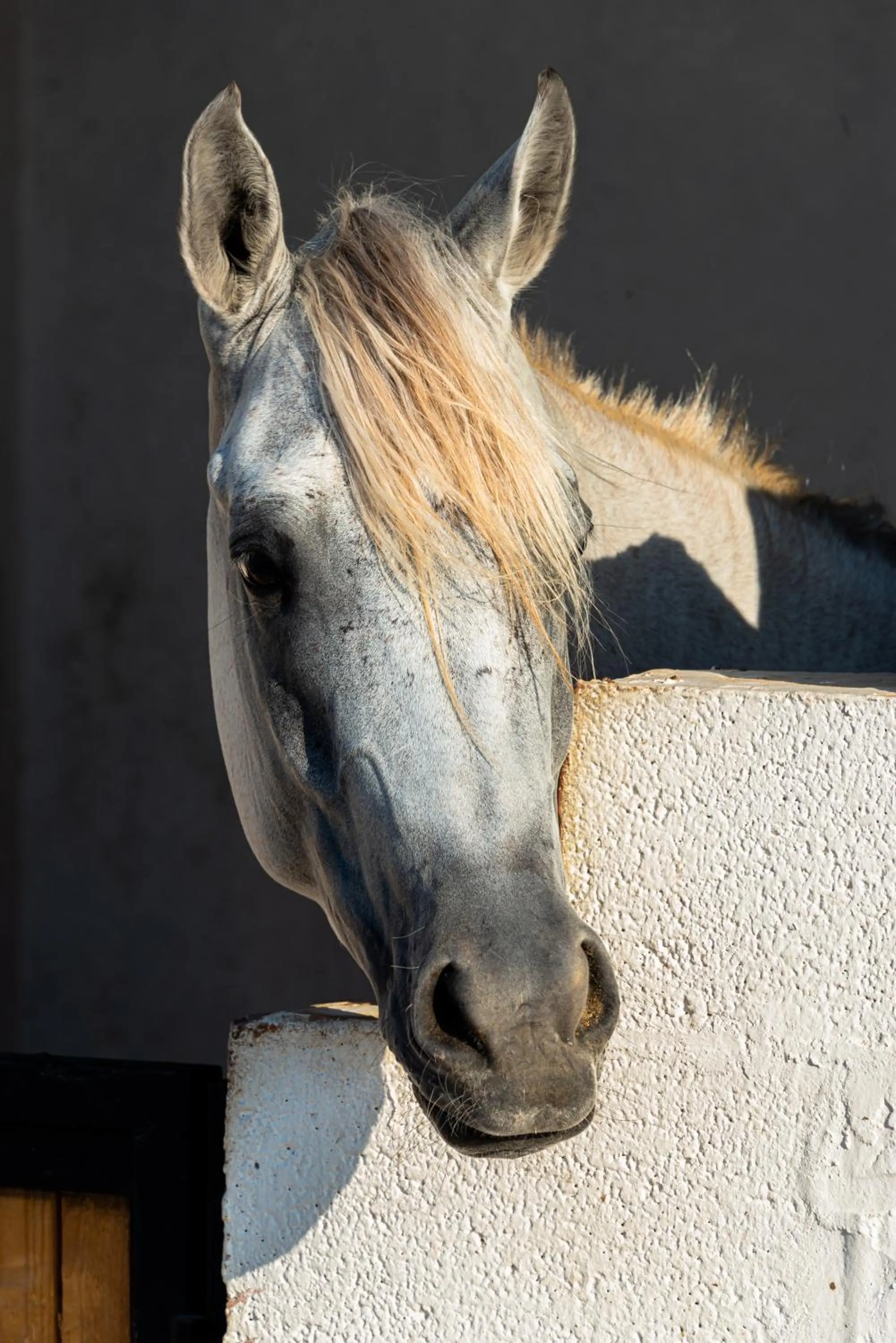 Animals in HDB Al Khobar Resort & Spa