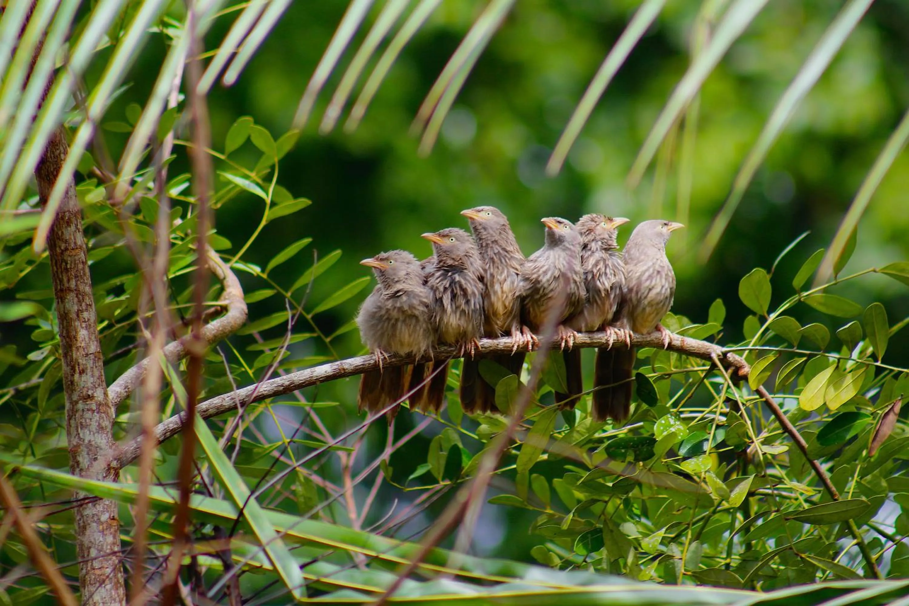 Animals in Oceana Hills Residency