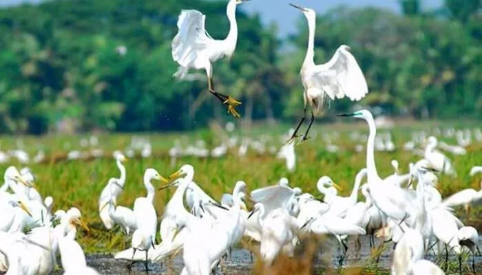 Animals in Oceana Hills Residency