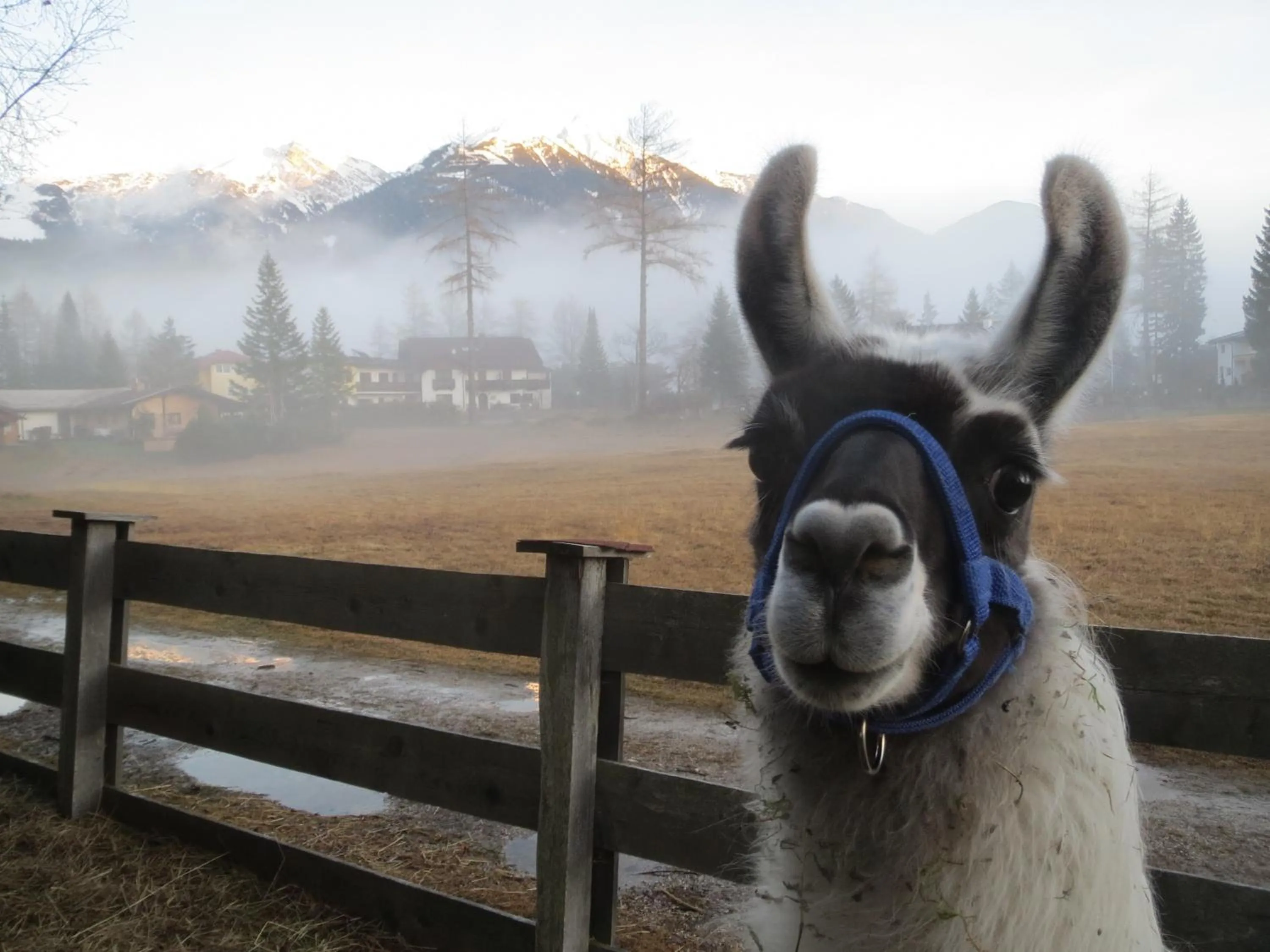 Landhaus Charlotte Apartments Tirol