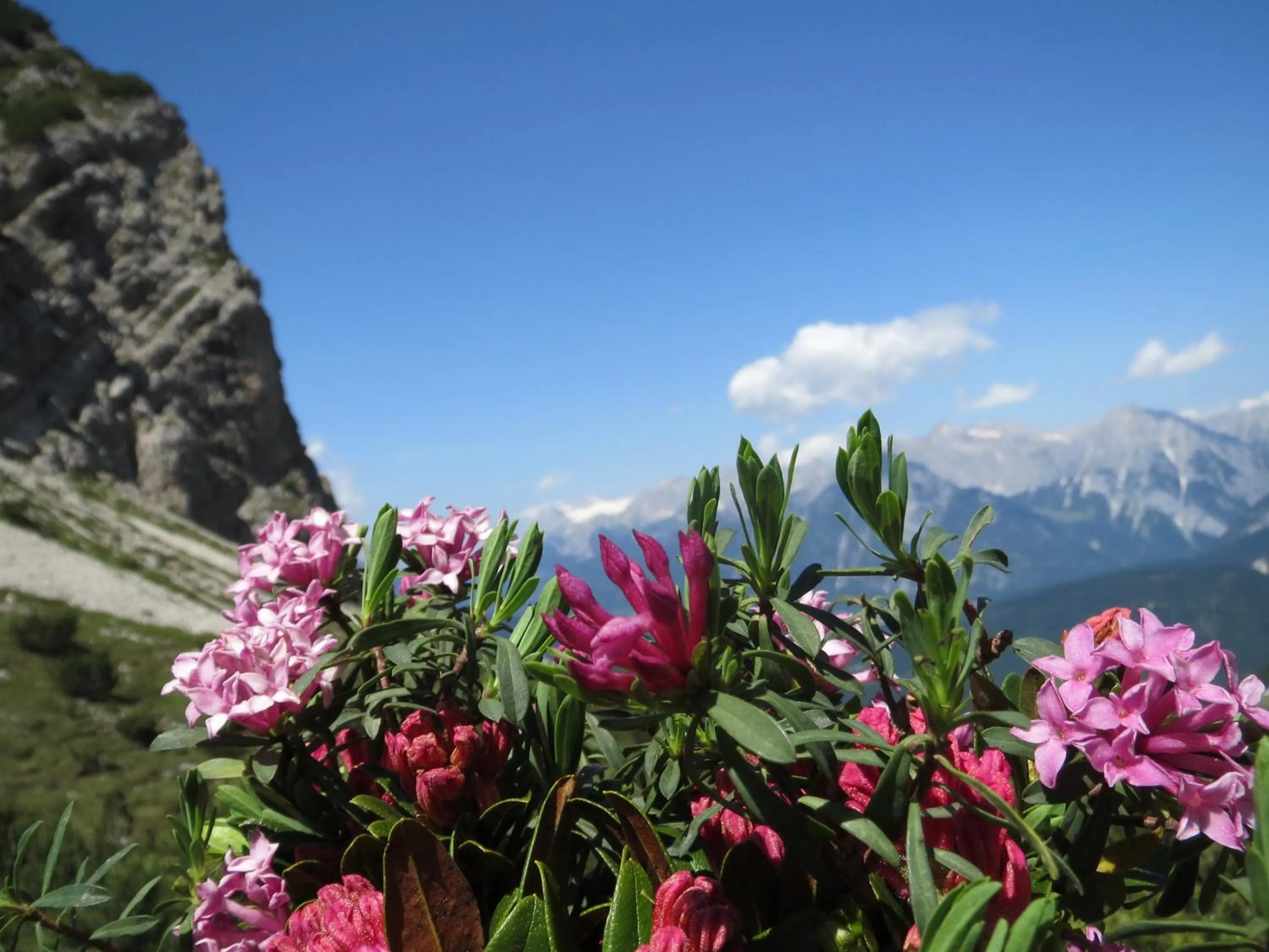 Summer in Landhaus Charlotte Apartments Tirol