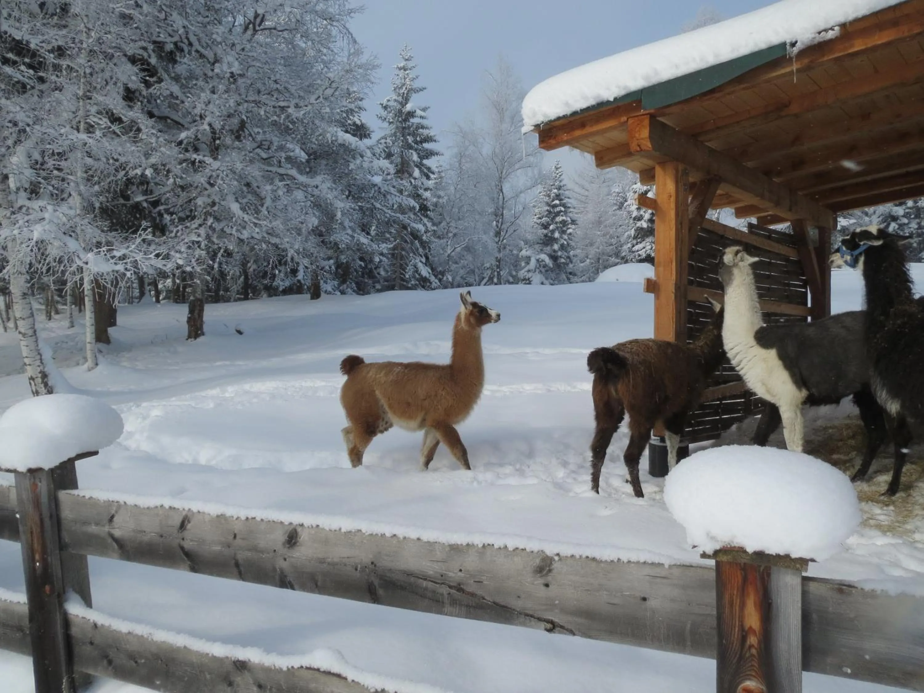 Pets in Landhaus Charlotte Apartments Tirol