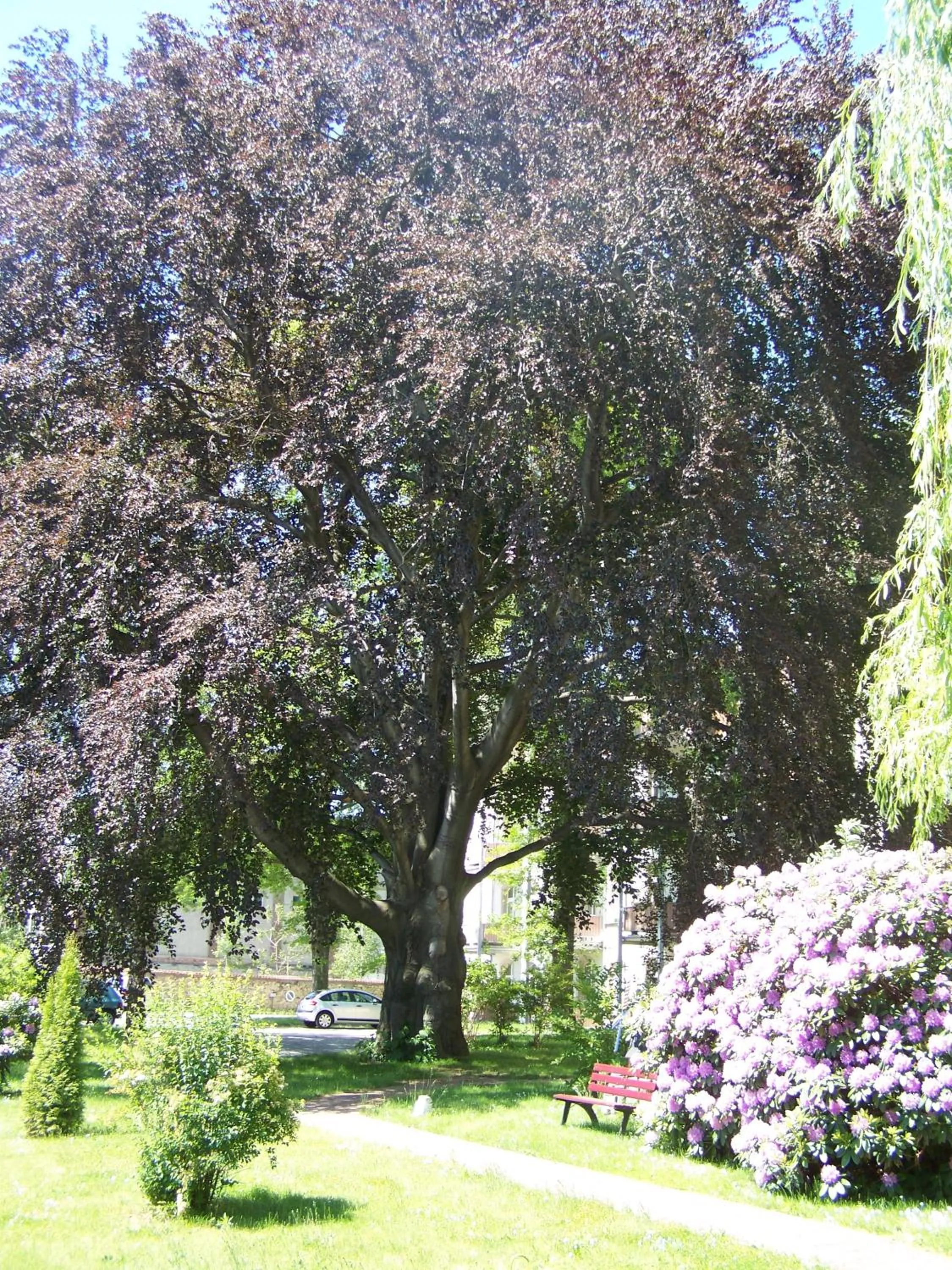 Garden in Dresdner Hof
