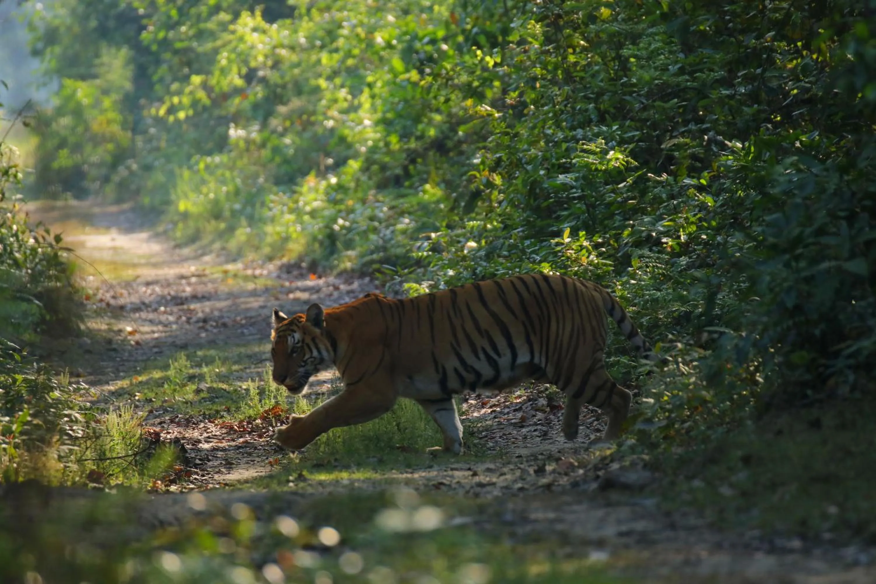 Activities in Bardia Forest Resort