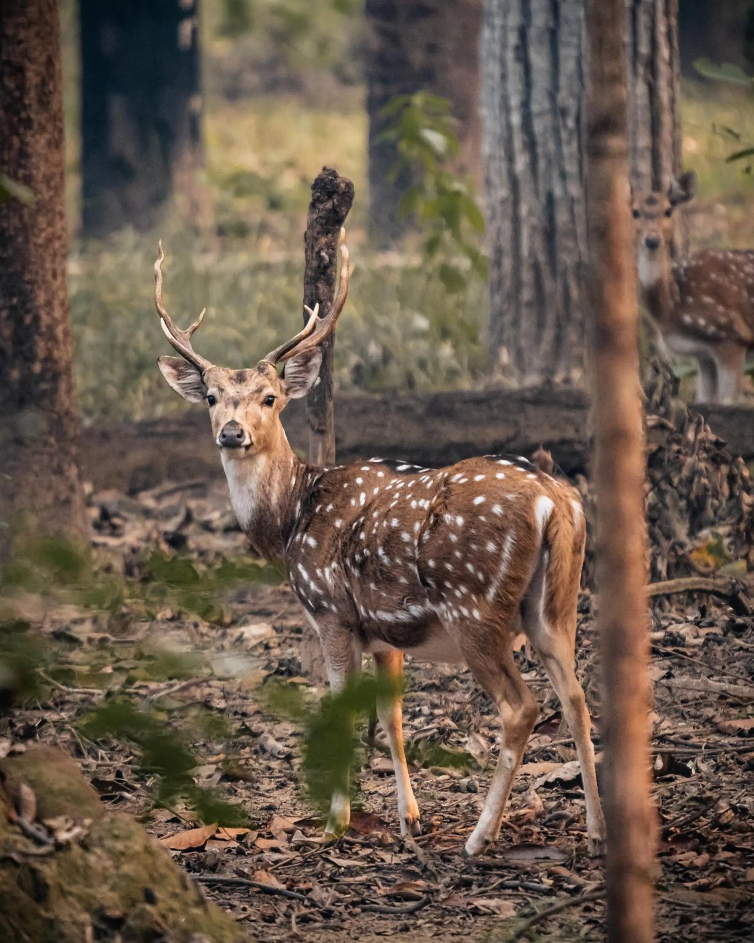 Nearby landmark in Bardia Forest Resort