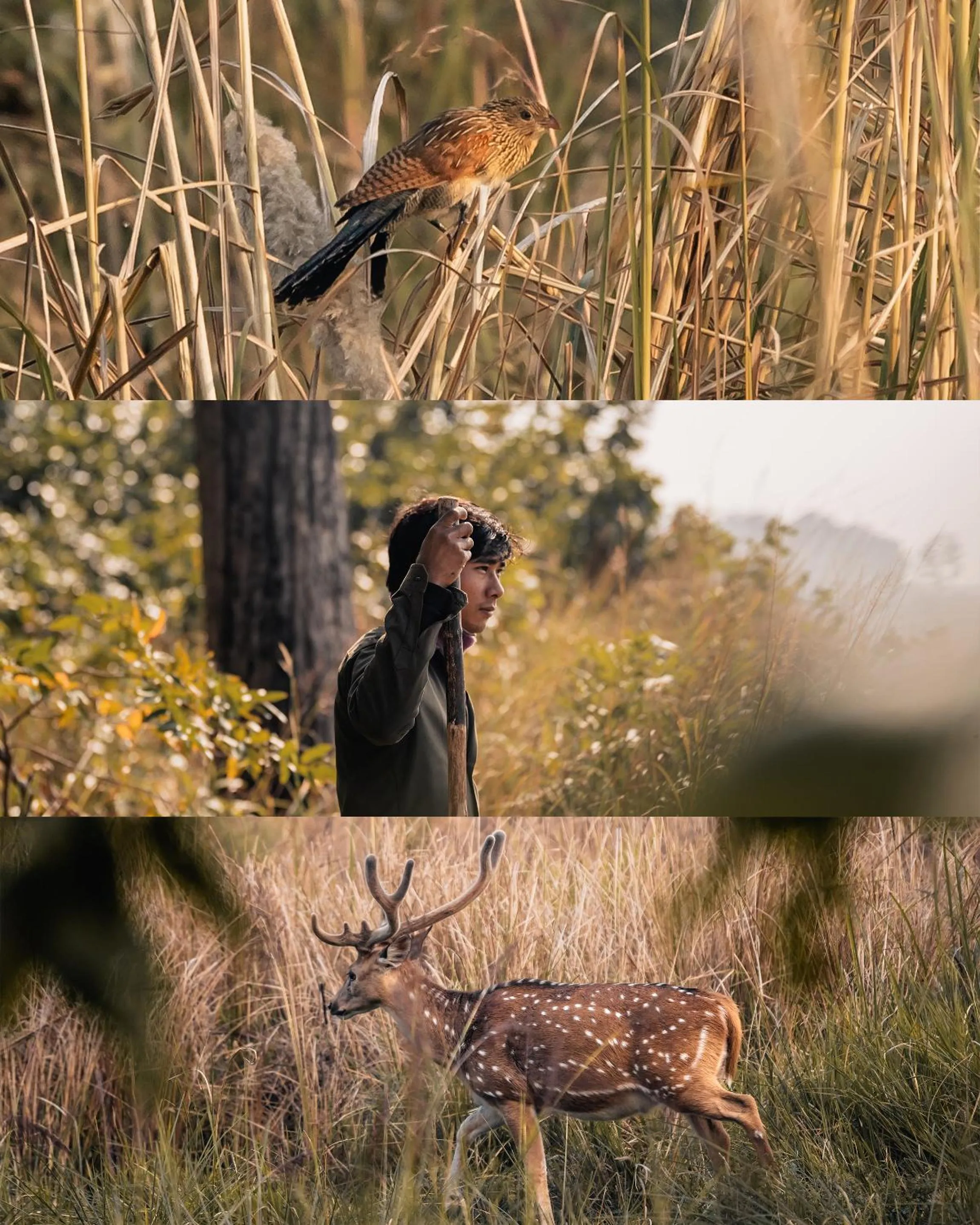 Other in Bardia Forest Resort