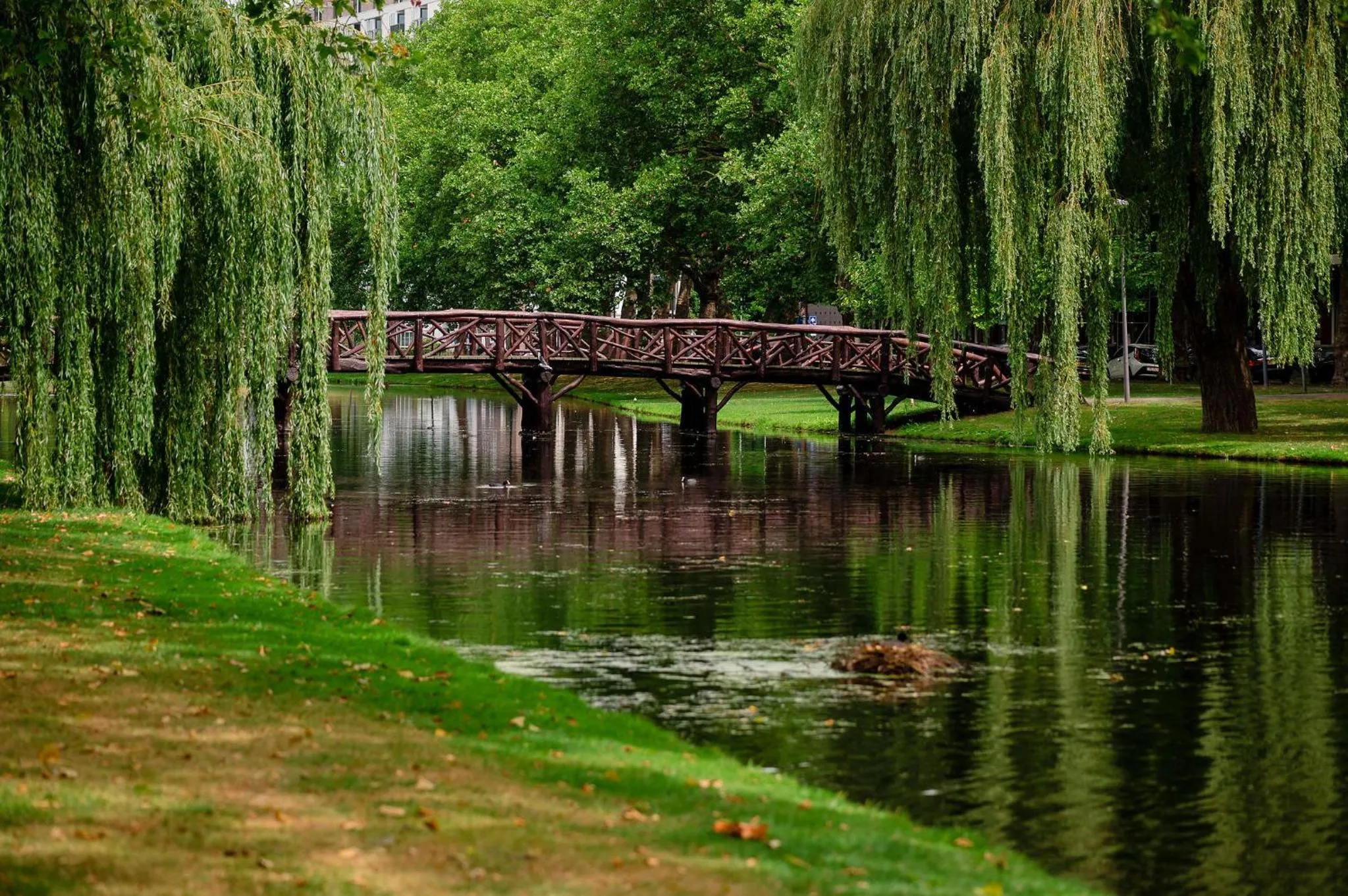 Natural landscape in Mr.Lewis Rotterdam