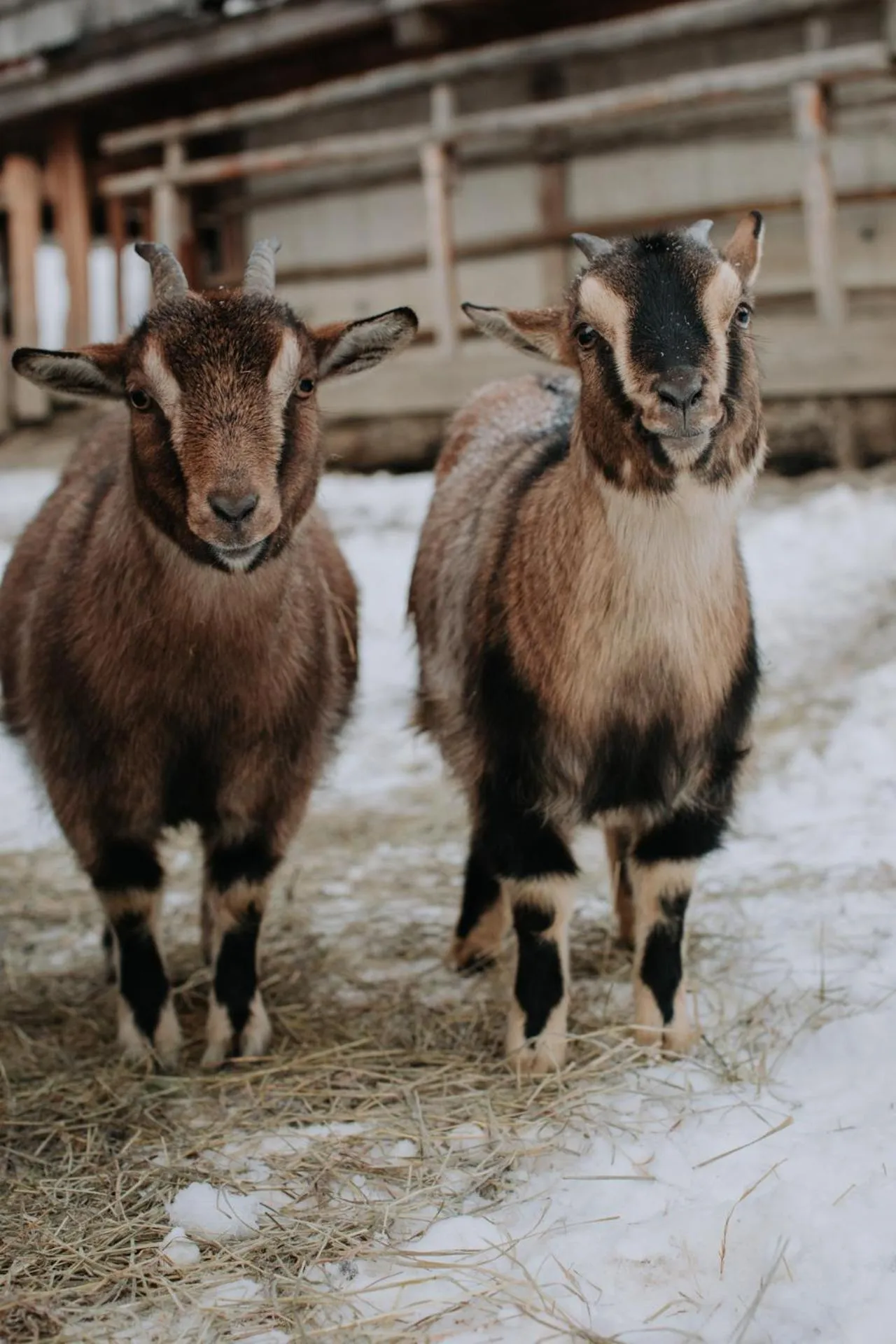 Activities in Hotel Tauernhof
