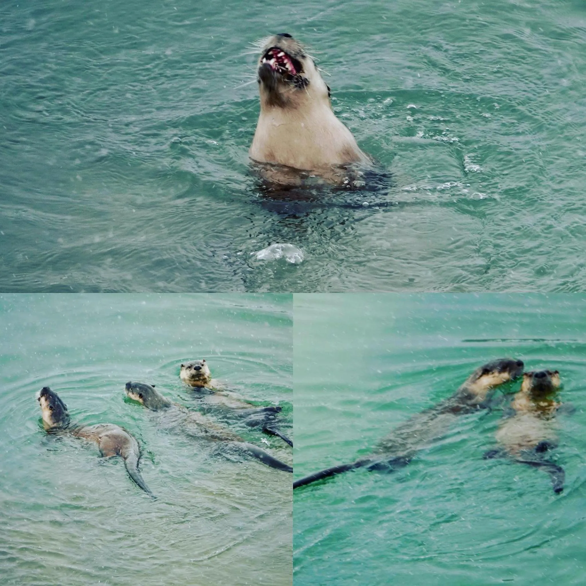 Animals in Heart Six Ranch