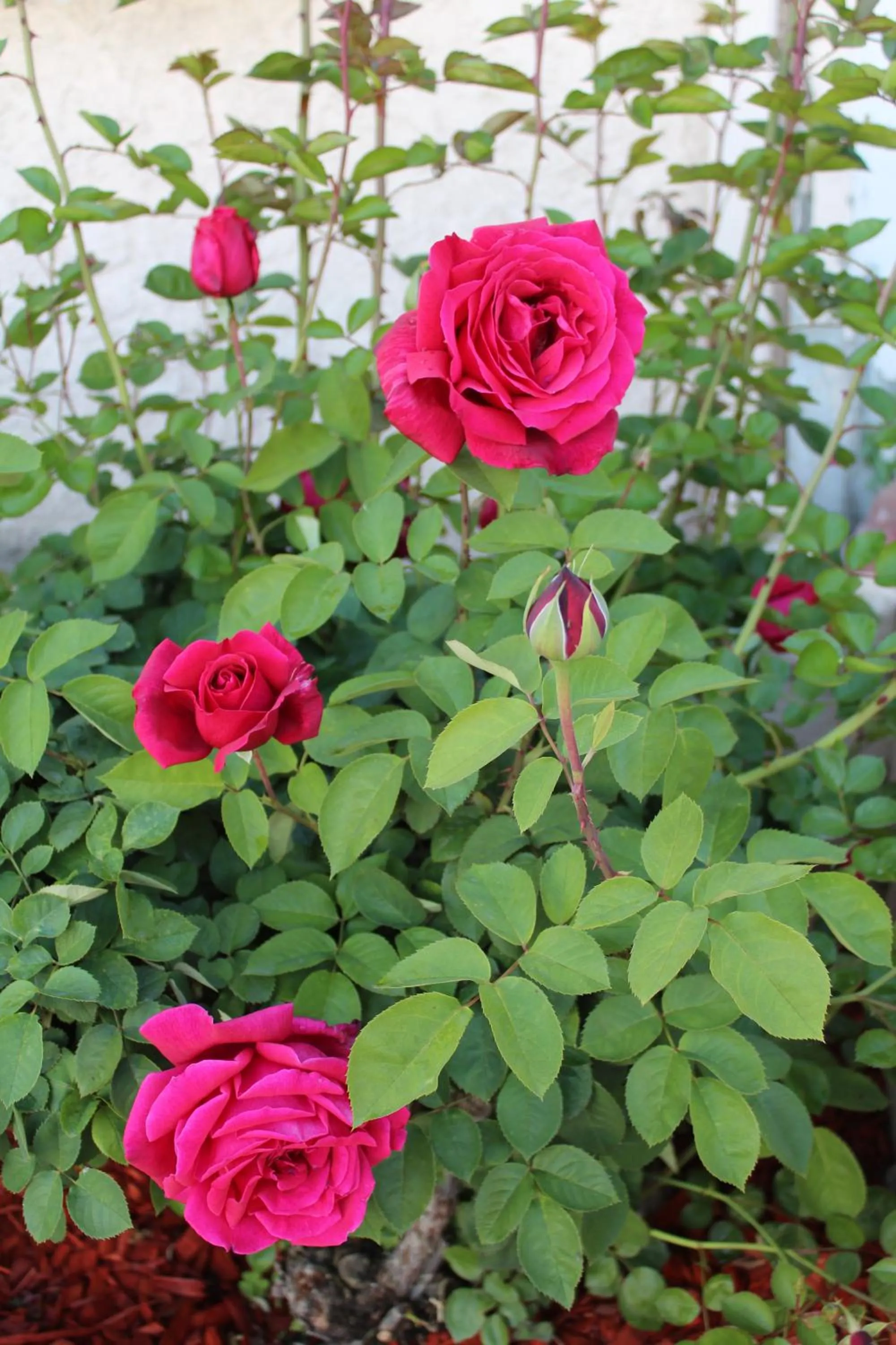 Other in Economy Inn Paso Robles