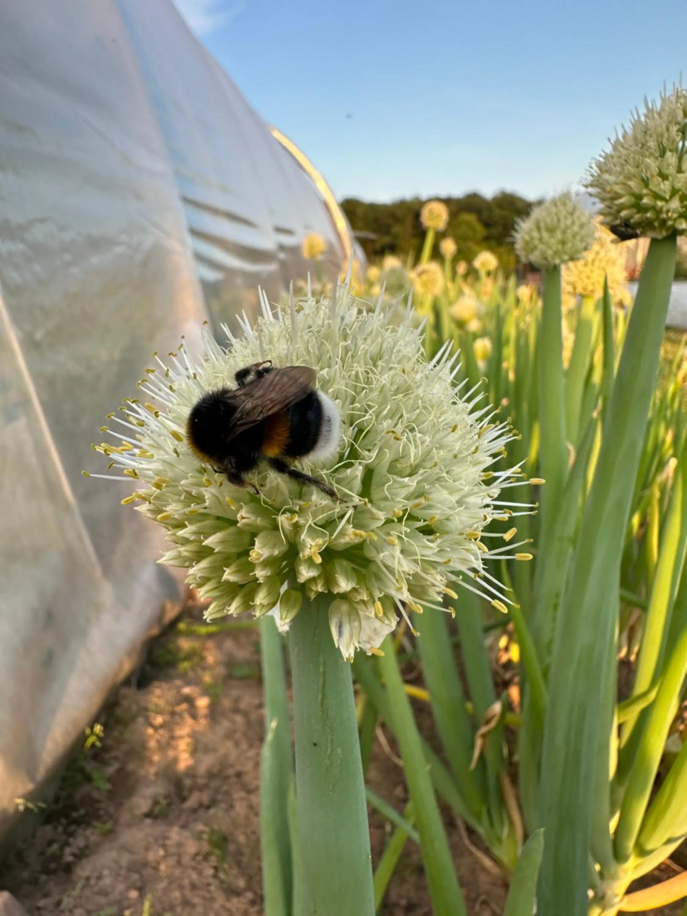 Property building in LindenGut Bio Hotel & Bio Herberge