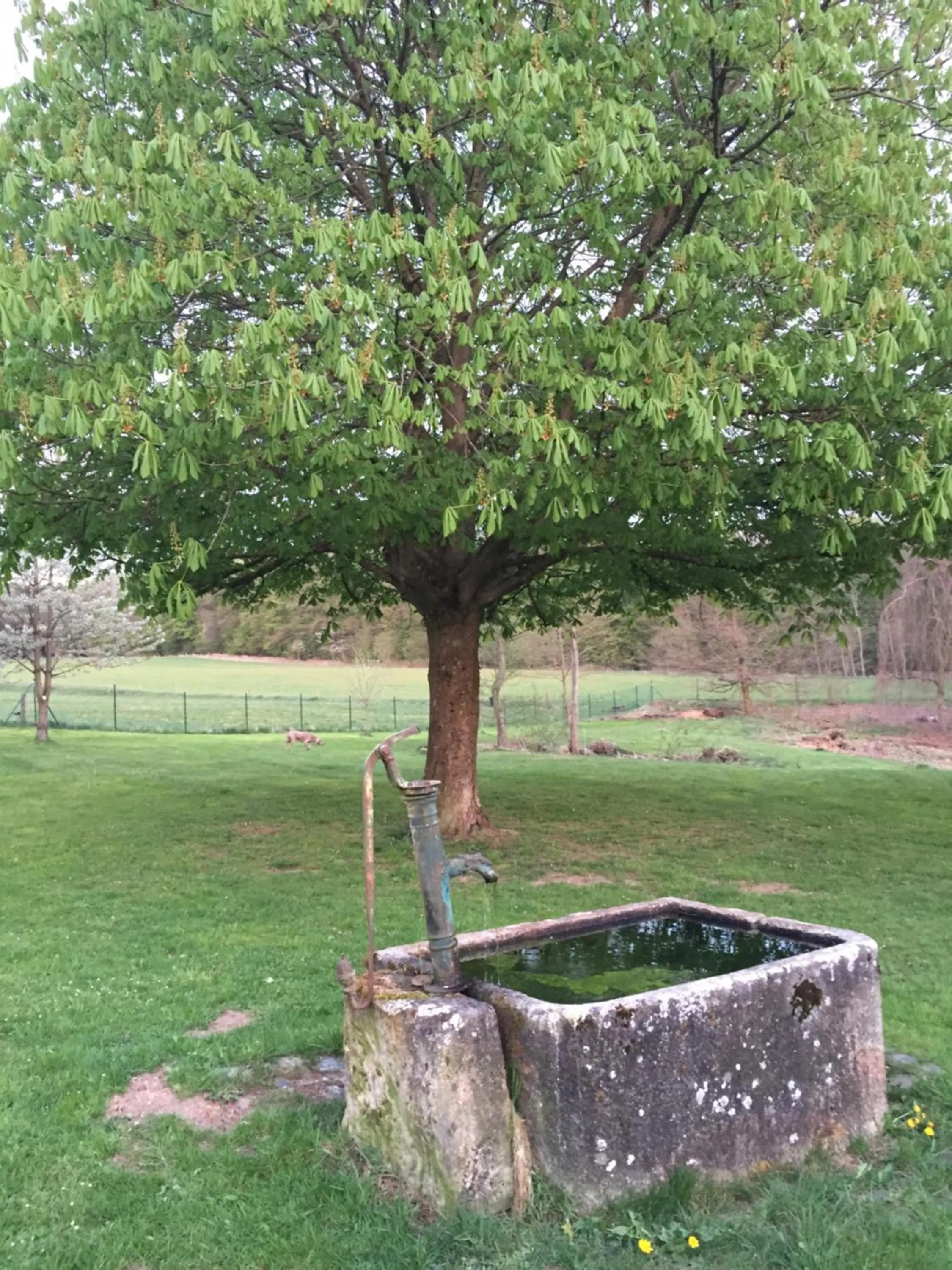 Garden view in LindenGut Bio Hotel & Bio Herberge