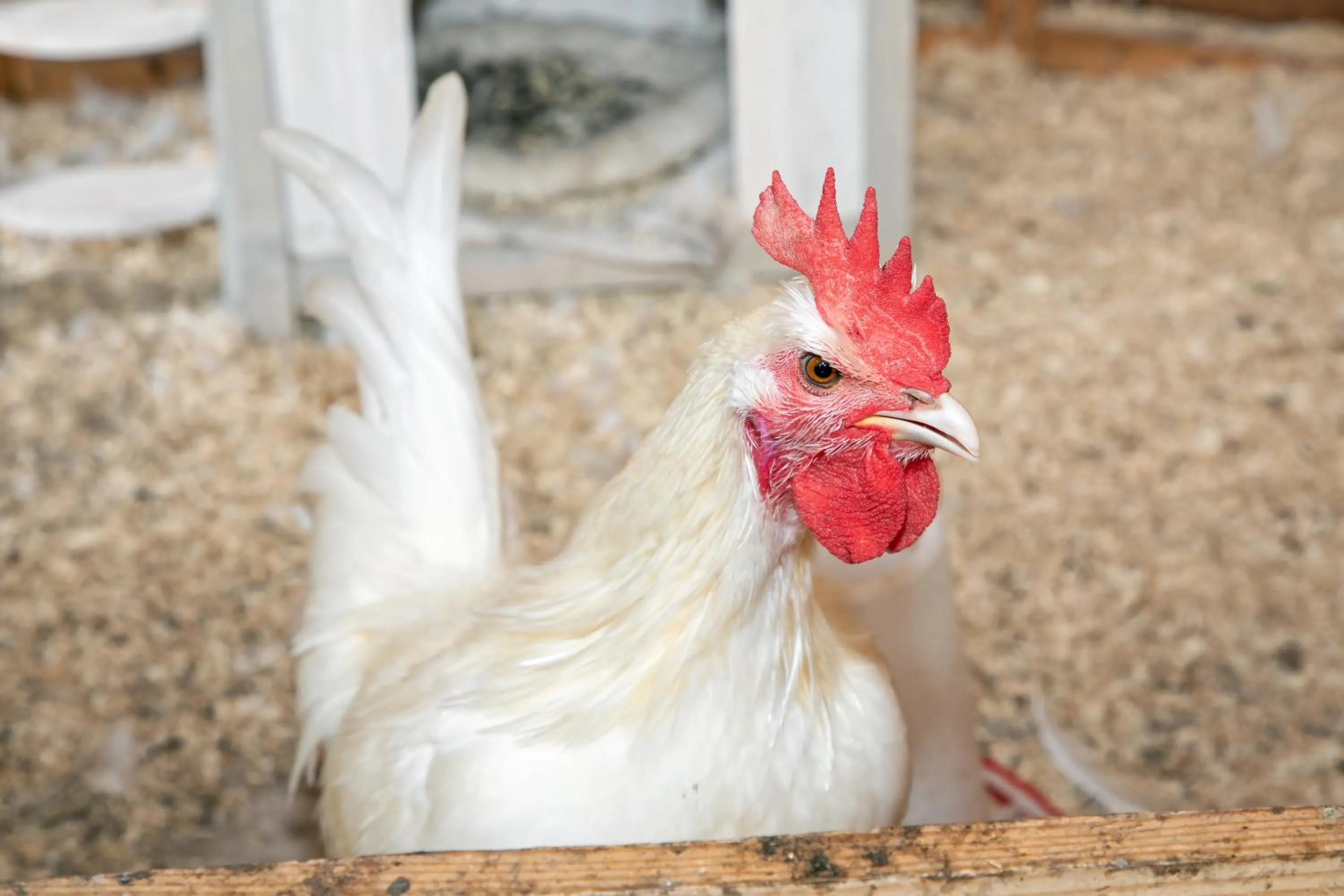 Animals in Eendrachtweg 4