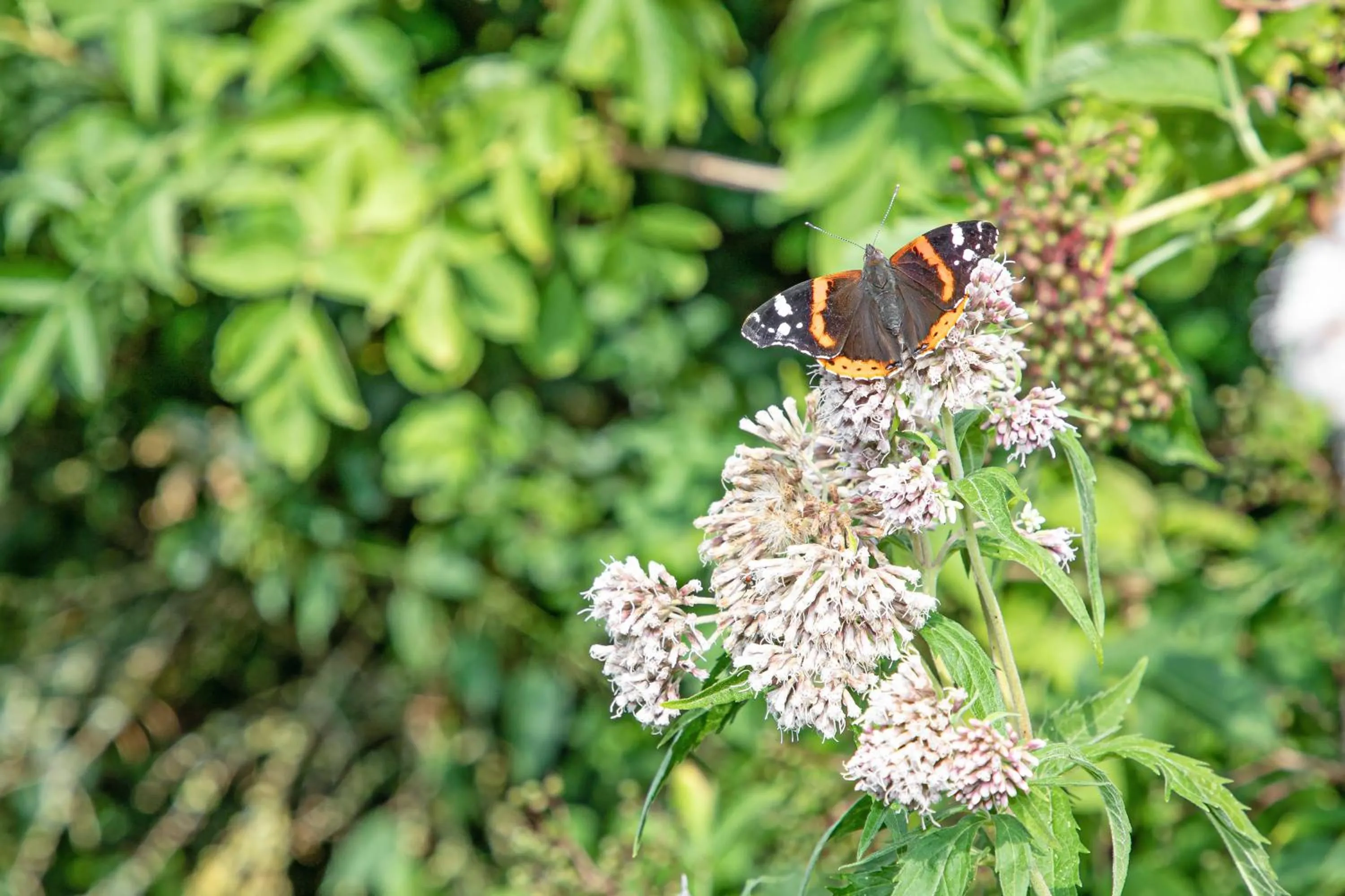 Natural landscape in Eendrachtweg 4