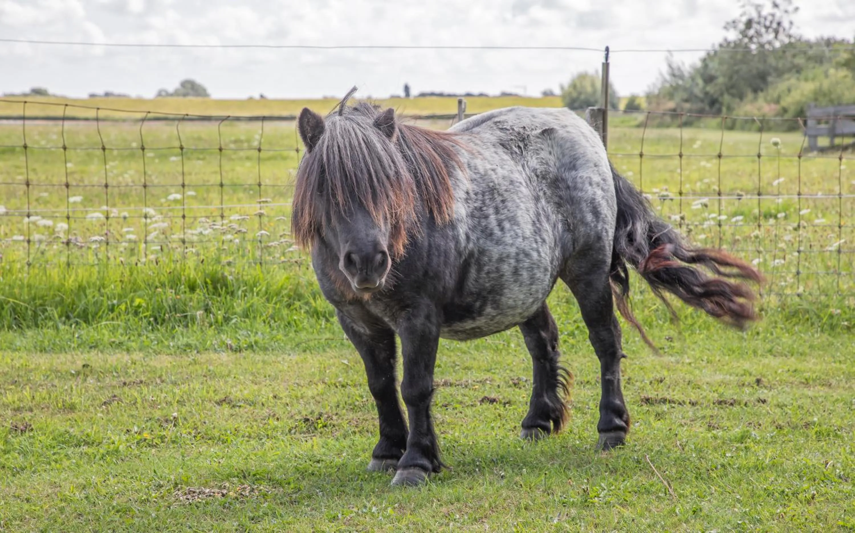 Animals in Eendrachtweg 4