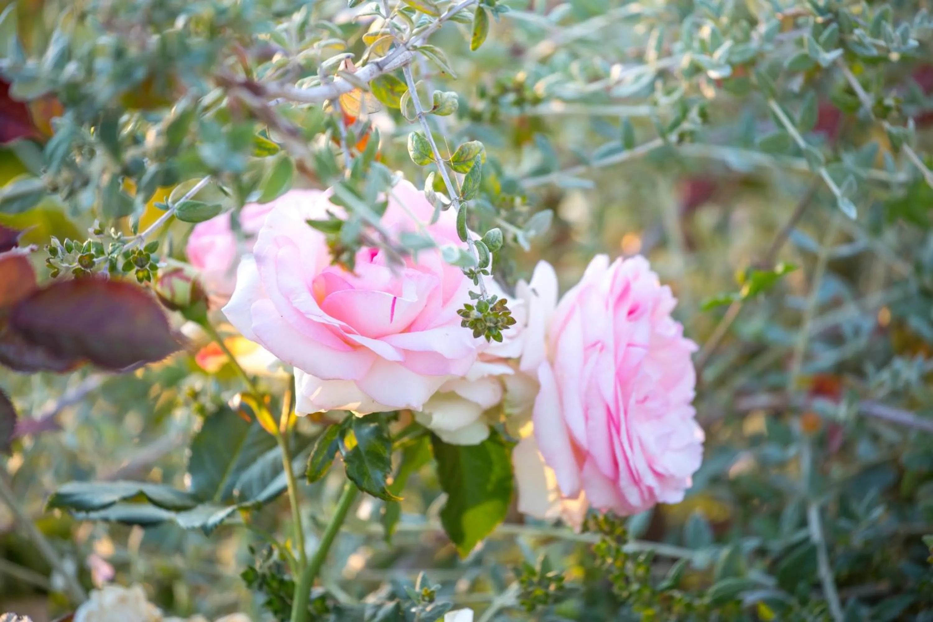 Garden in Borgo dei Lecci Puglia