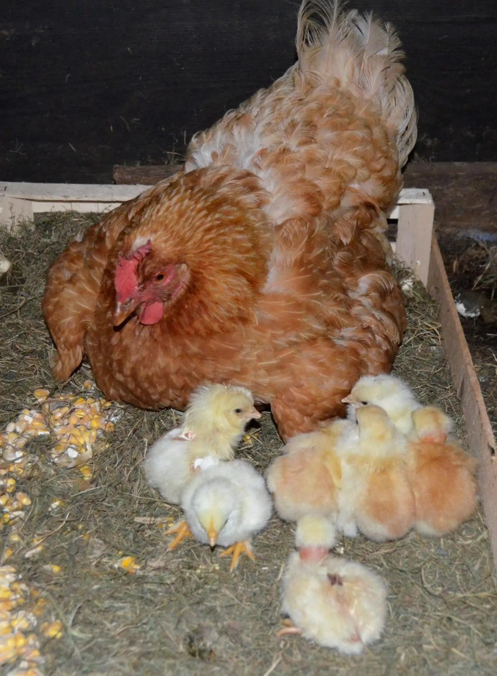 Evening entertainment in Domaine de la Castagnère
