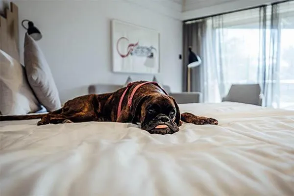 Pets, Bed in JA Hatta Fort Hotel