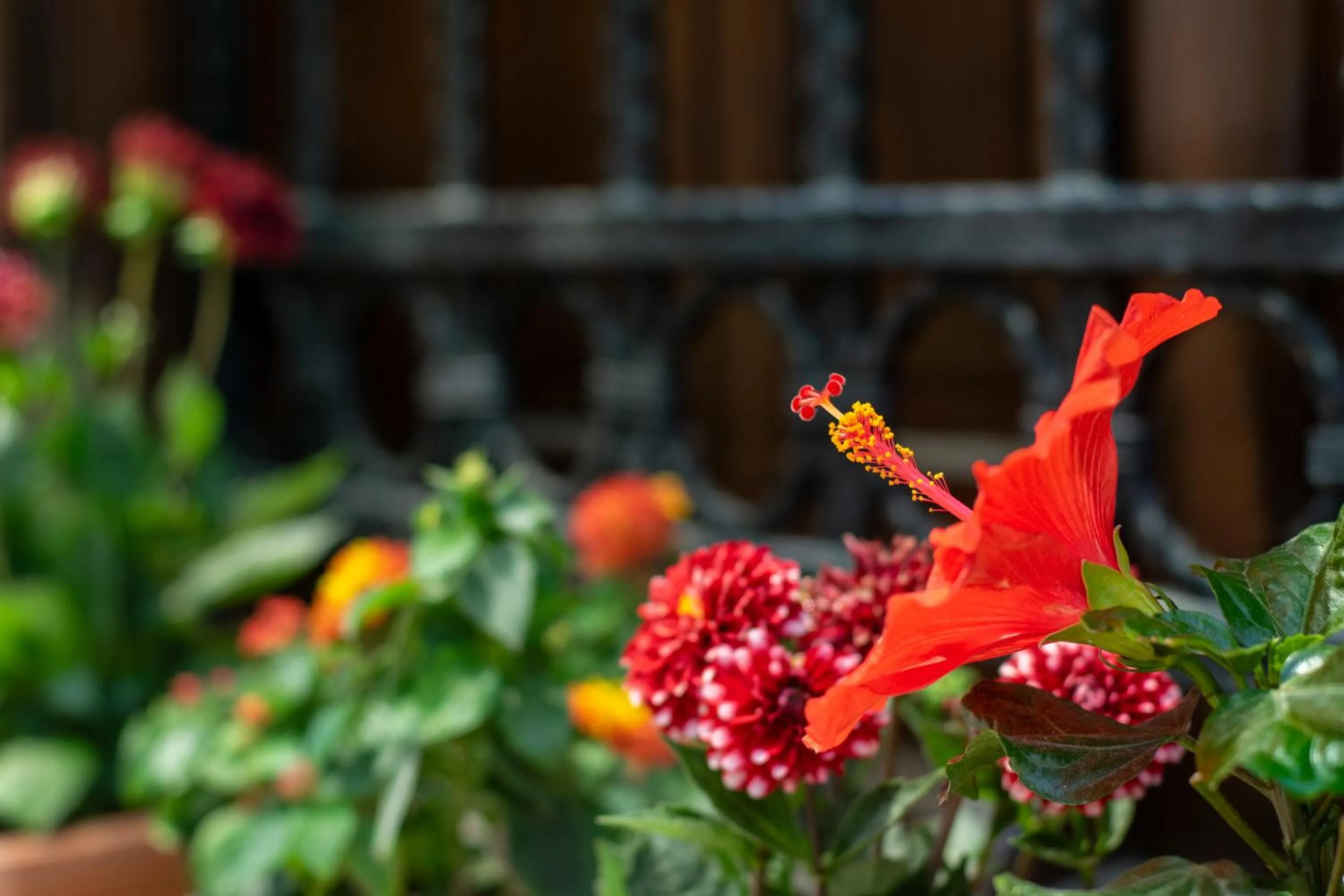 Garden in Flores Hotel Alaçatı