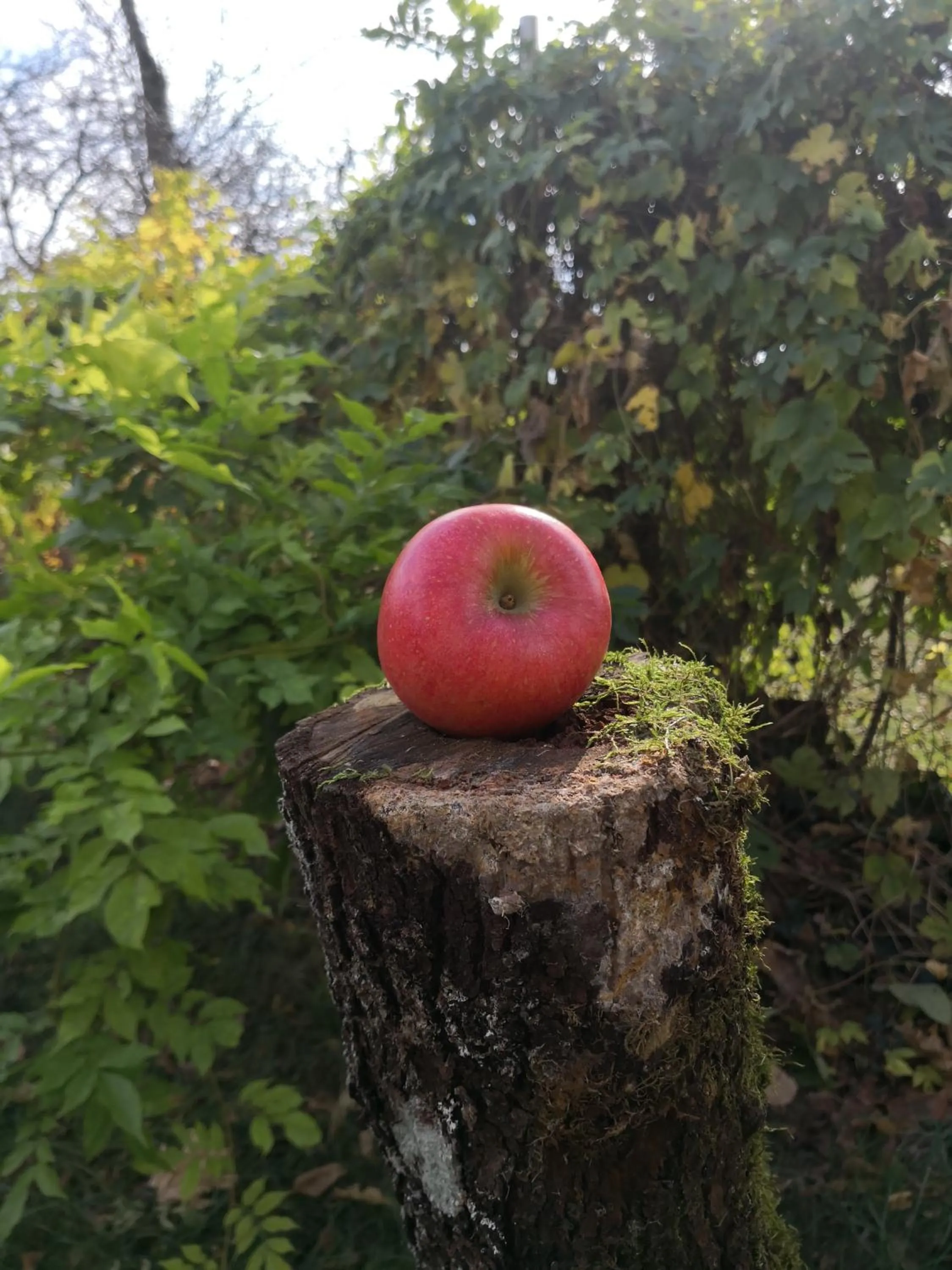 Area and facilities in Hotel Sonnenhof