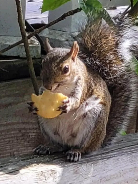 Other in Orchid Estate #2