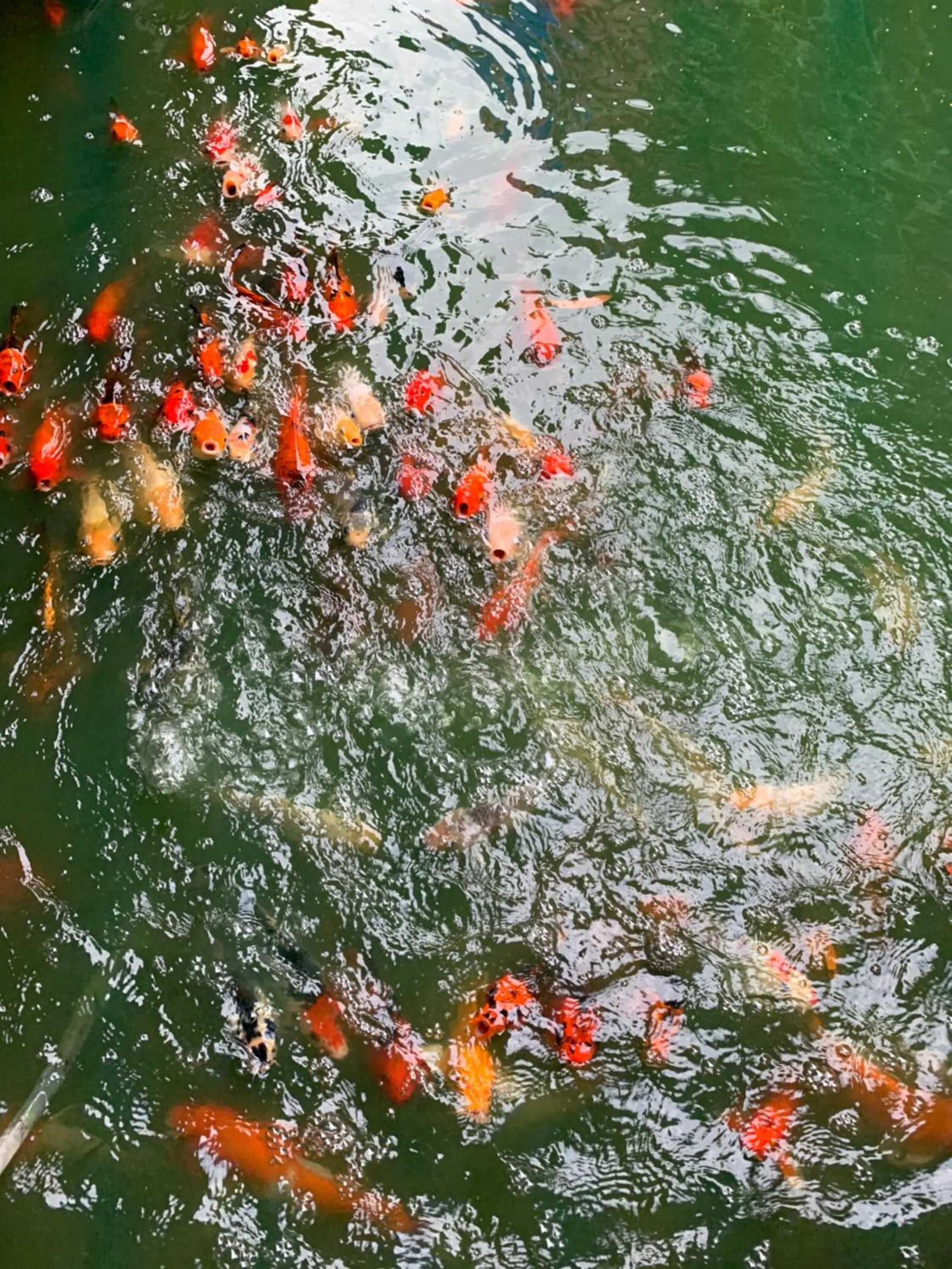 View (from property/room) in Amazon Resort