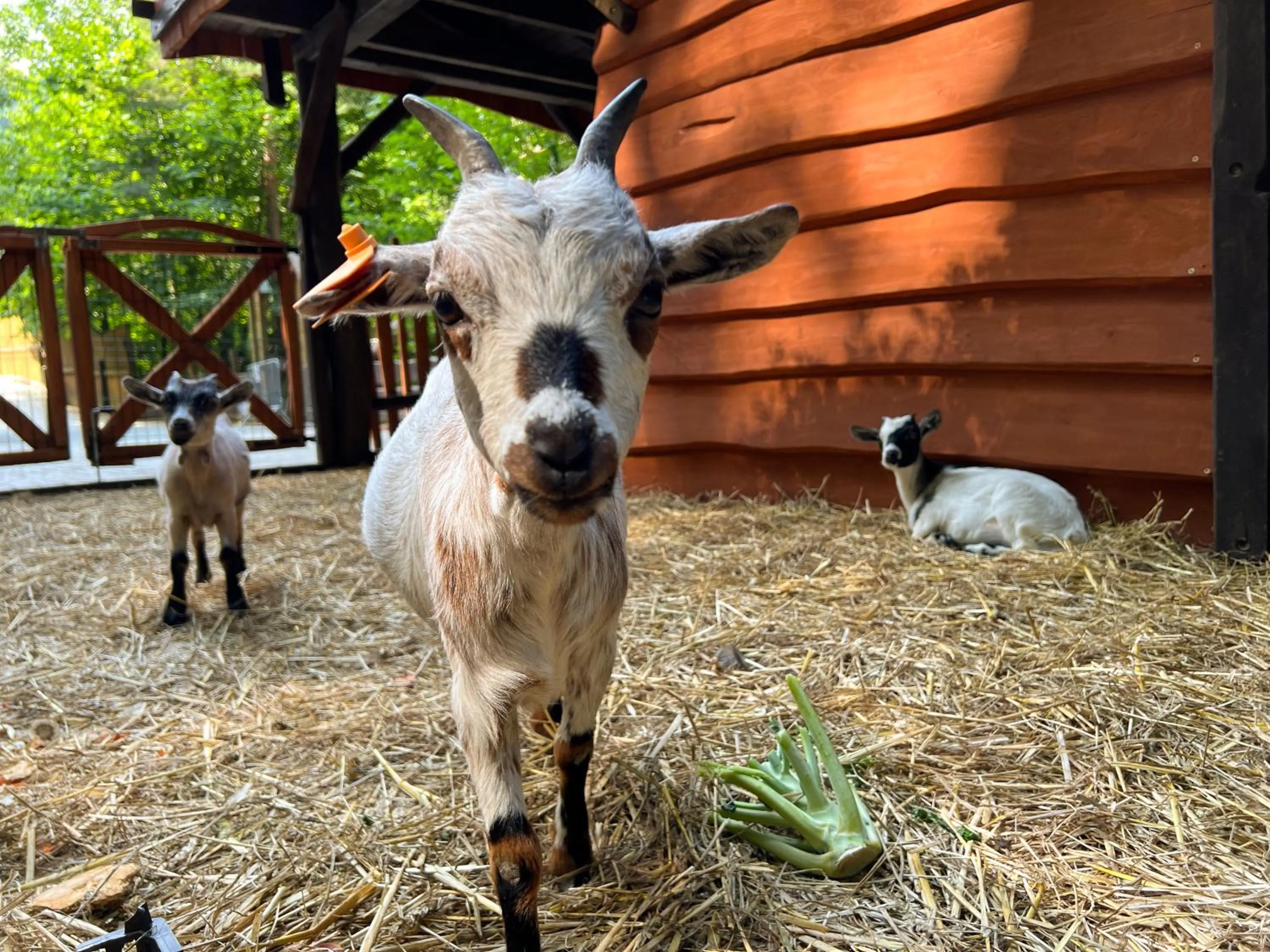 Animals in Hotel & SPA Czarny Groń