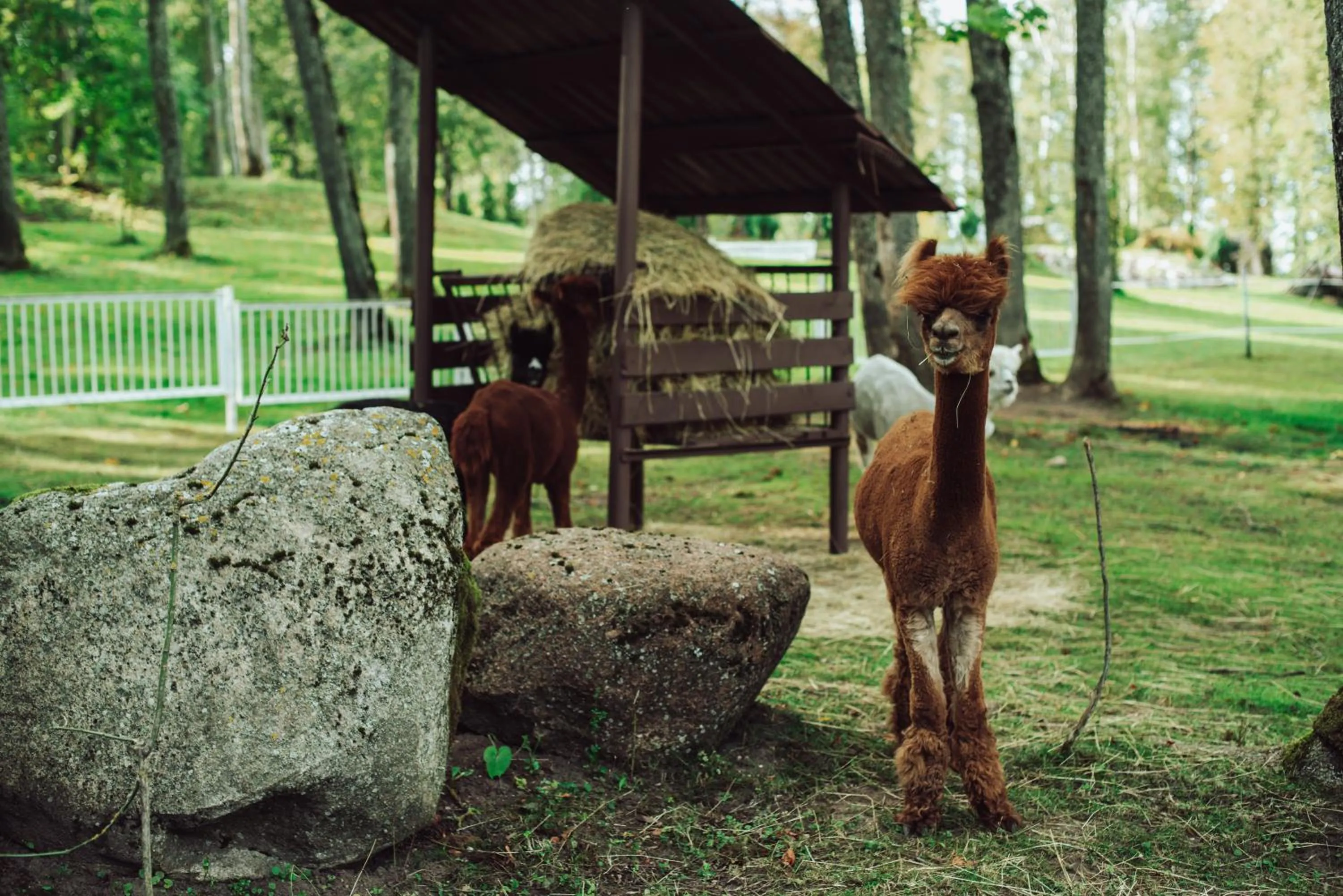 Taujėnų dvaro svečių namai