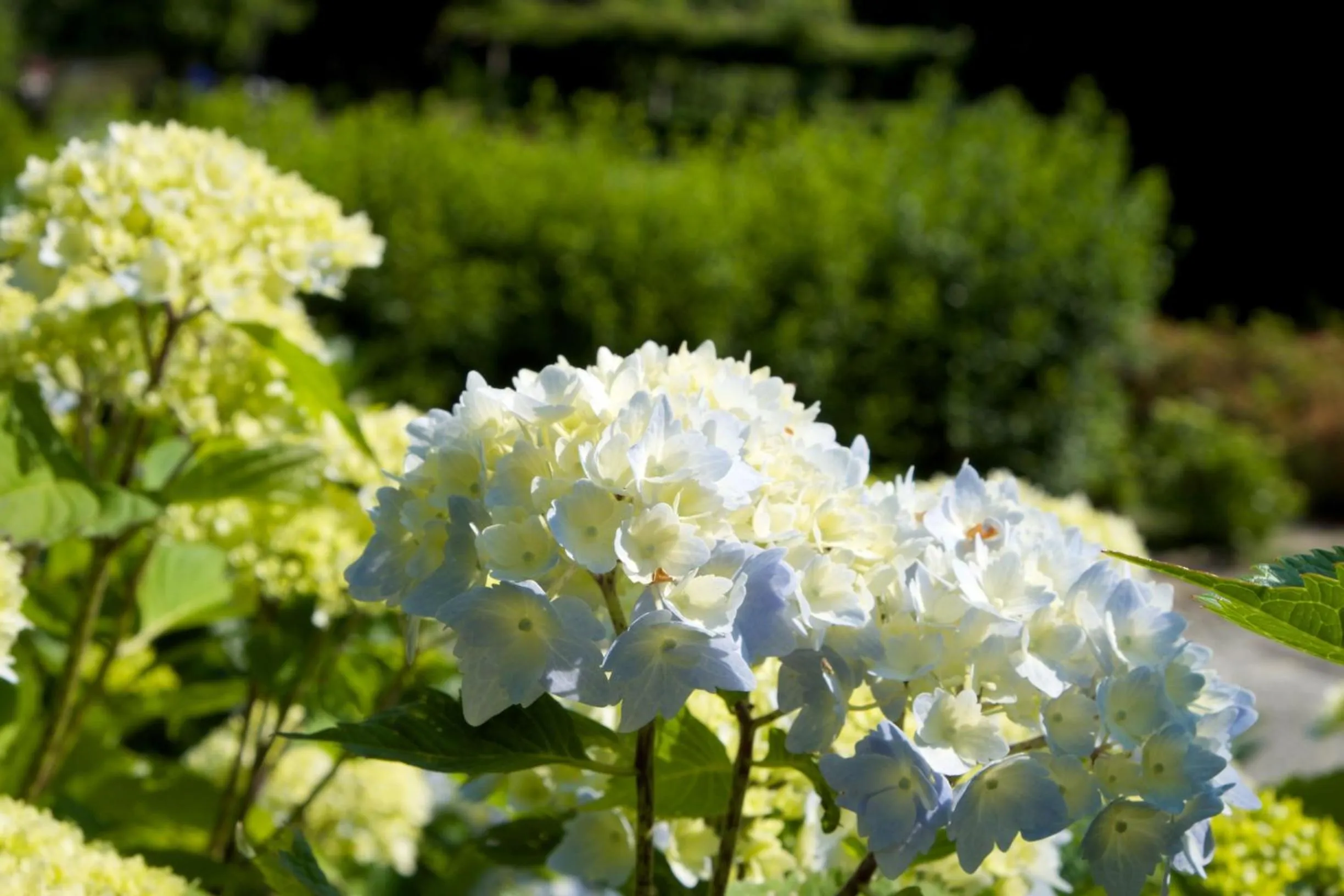 Garden in Park Hotel Villa Belvedere