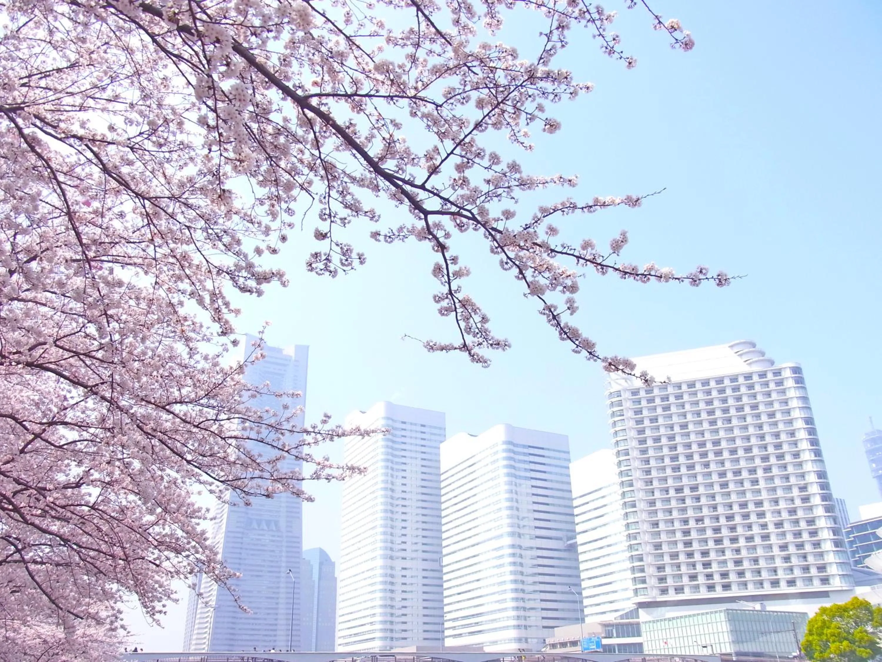 Spring in The Yokohama Bay Hotel Tokyu