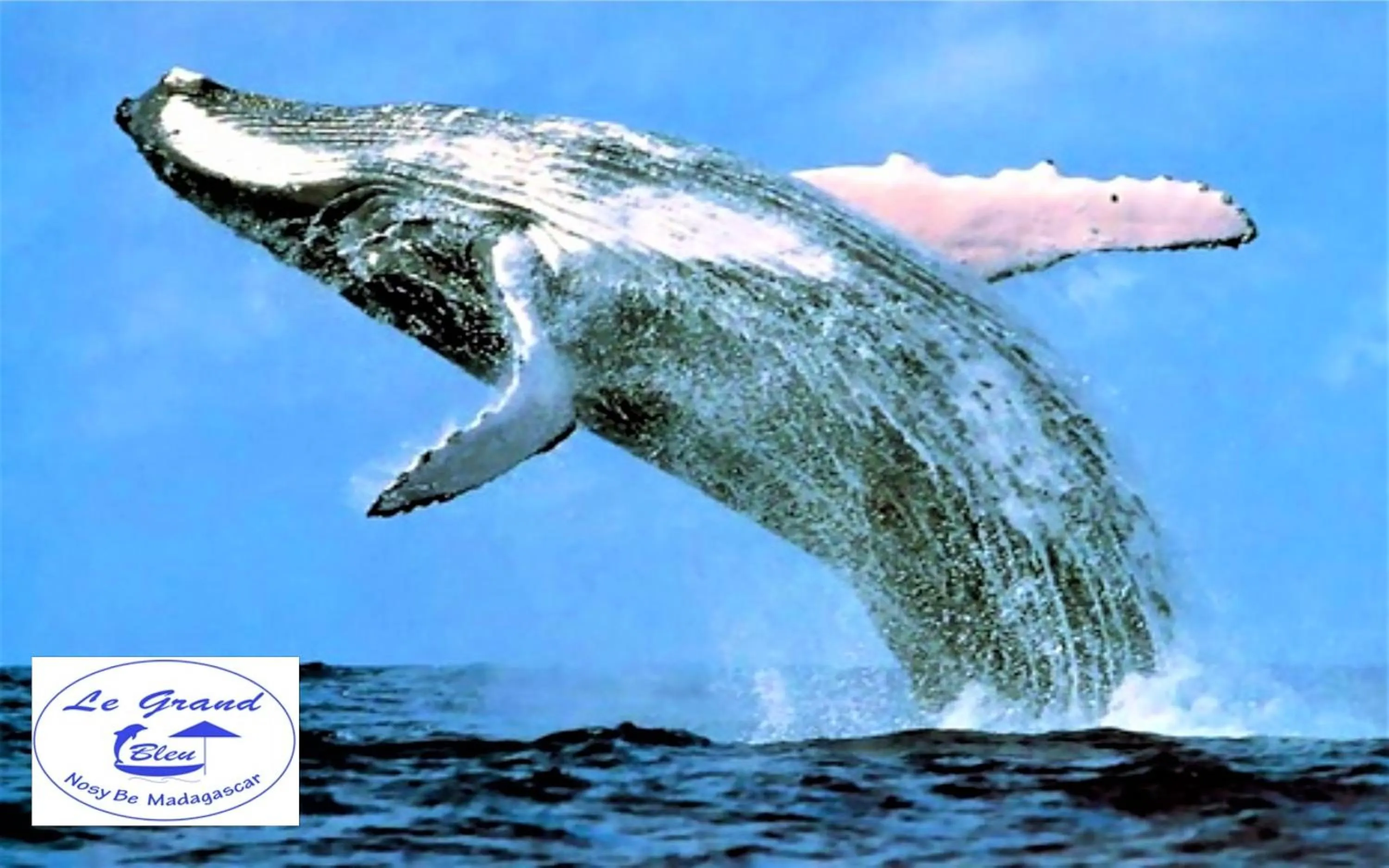 Activities in Le Grand Bleu