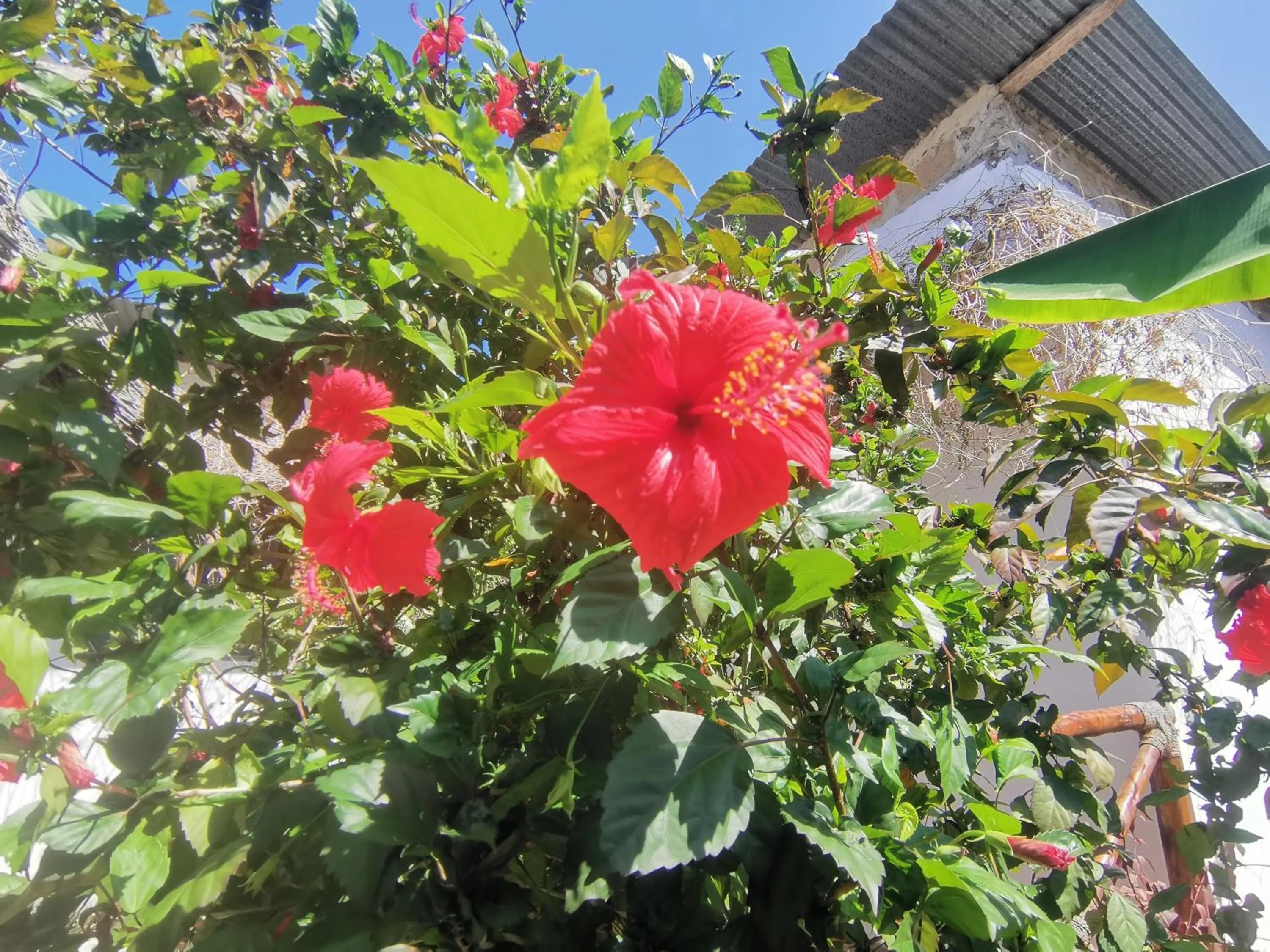 Garden in Savi House Nungwi