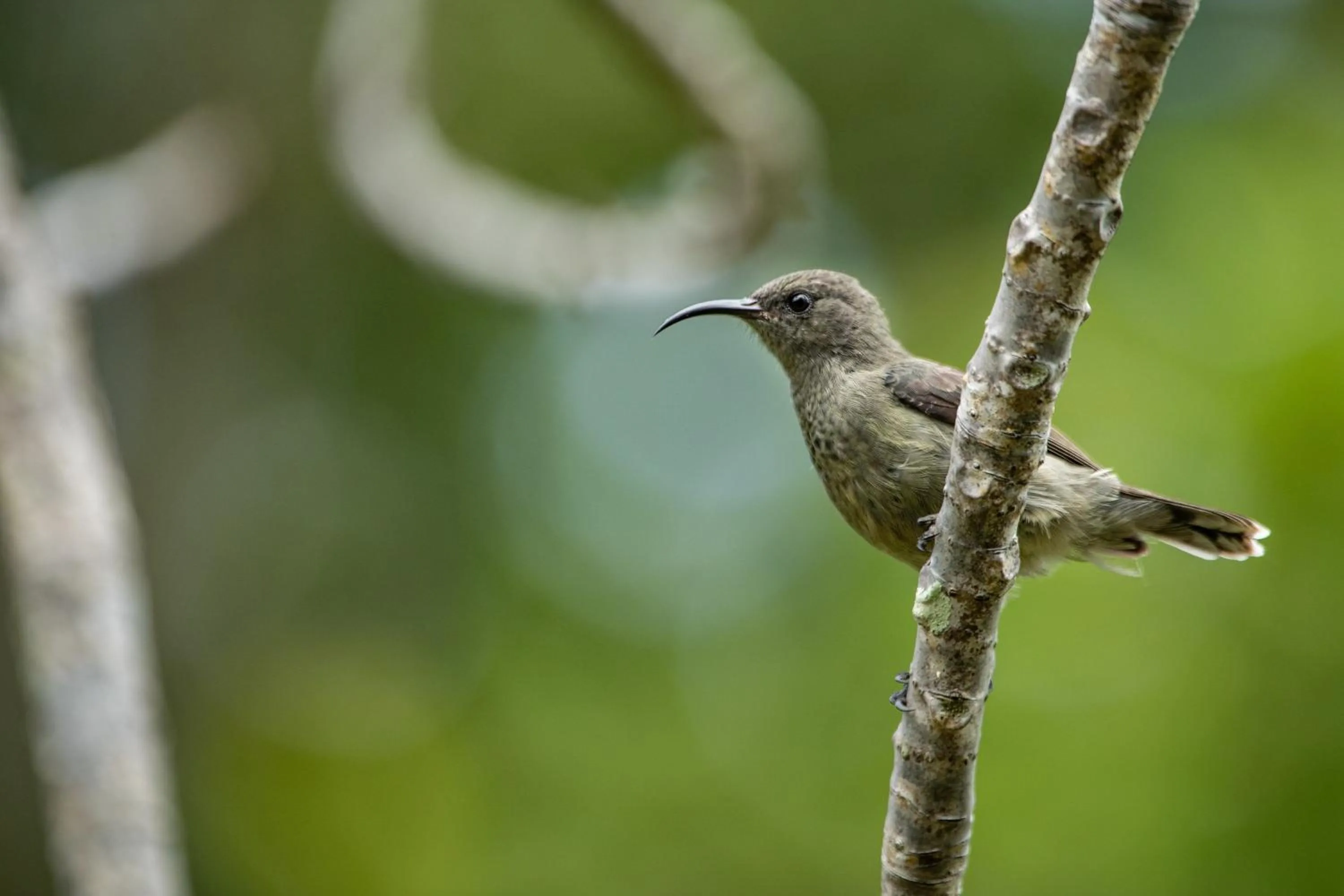 Other in North Island, a Luxury Collection Resort, Seychelles