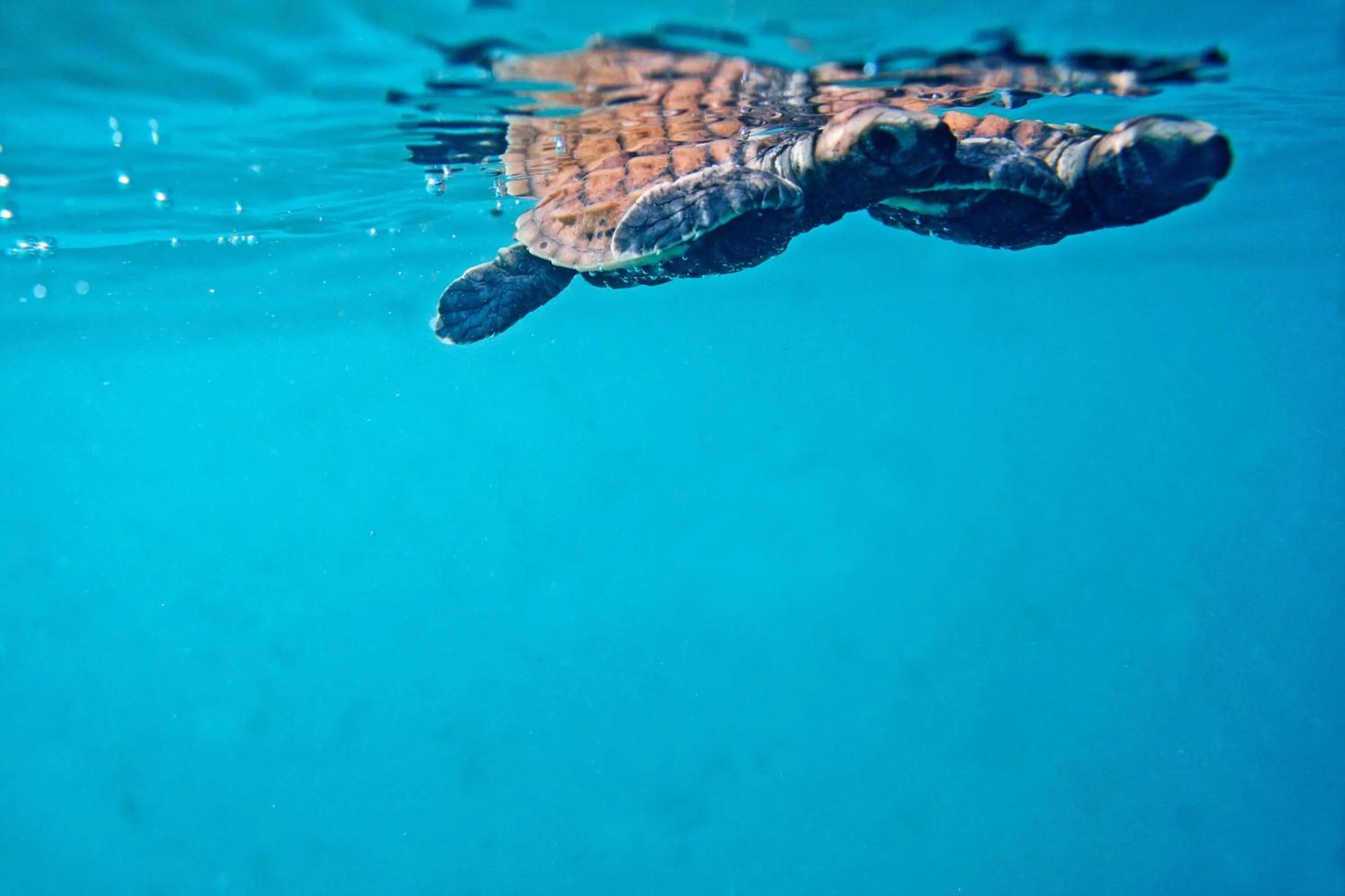 Other in North Island, a Luxury Collection Resort, Seychelles