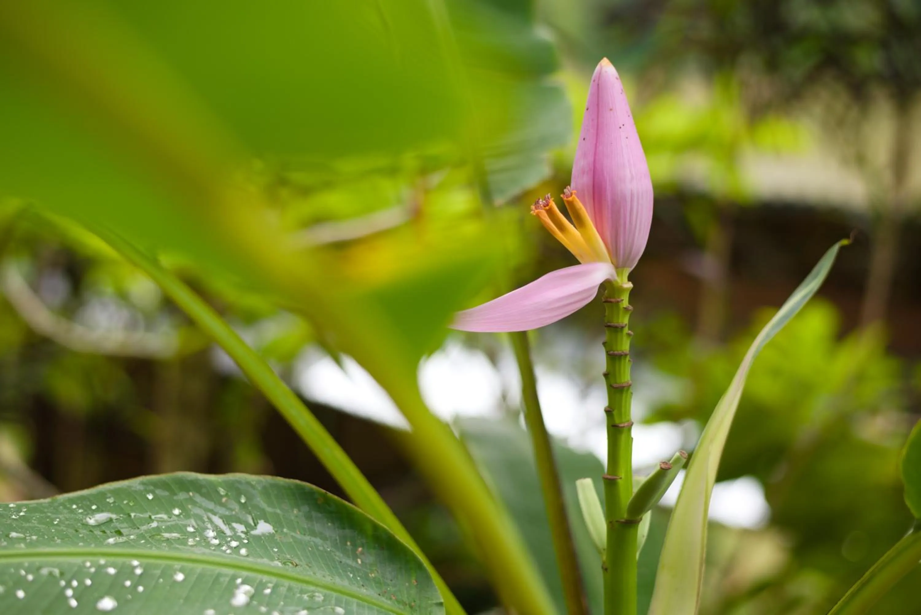 Garden in Mandala Ou Resort