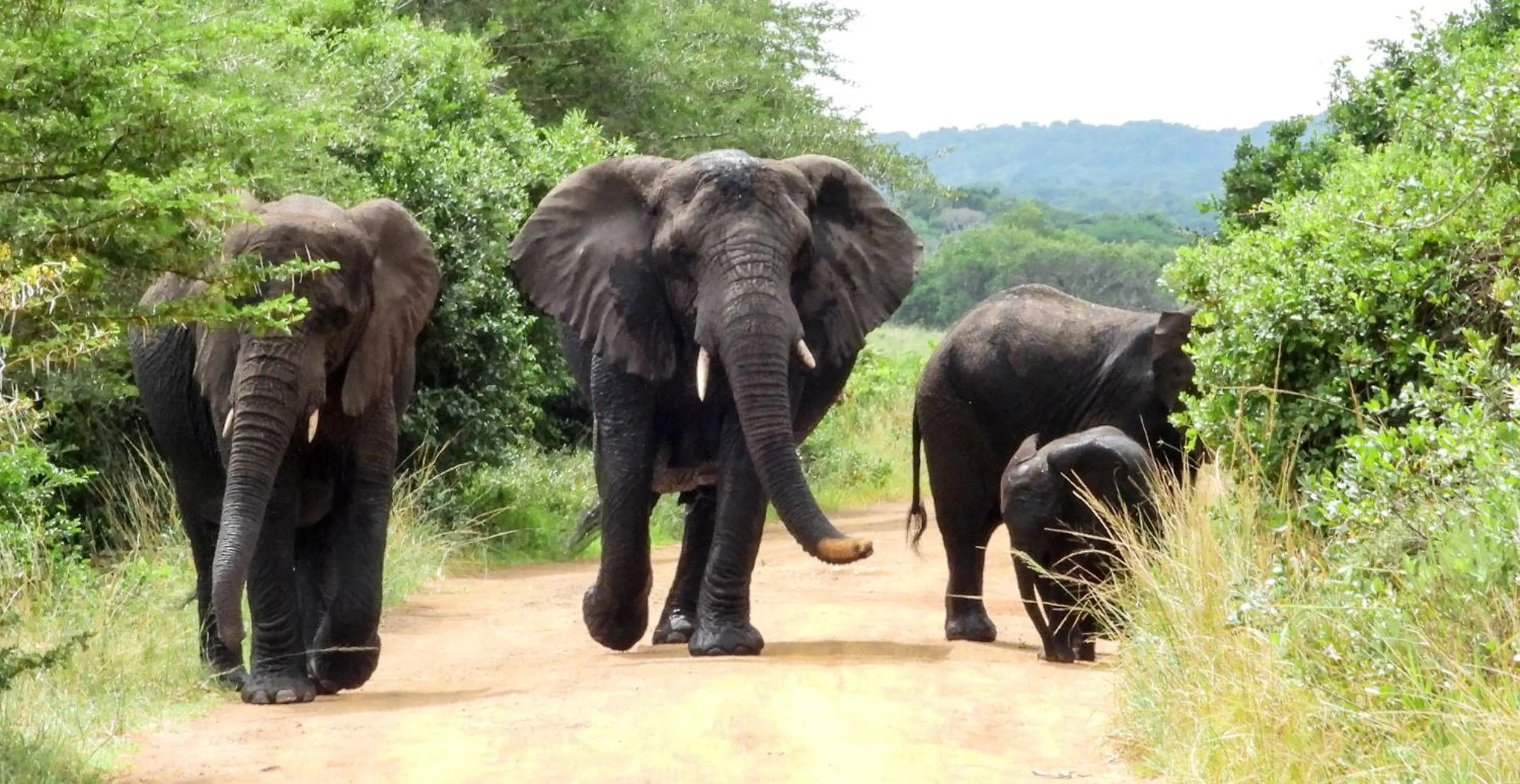 Day in SleepOver Kruger Gate